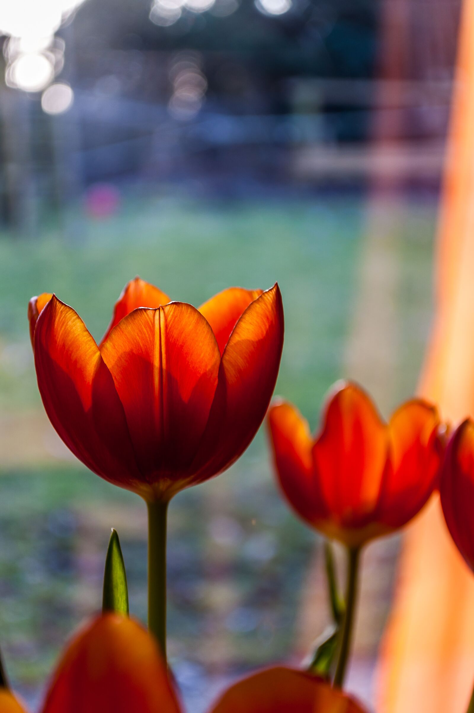 Nikon D90 sample photo. Tulips, red, orange photography