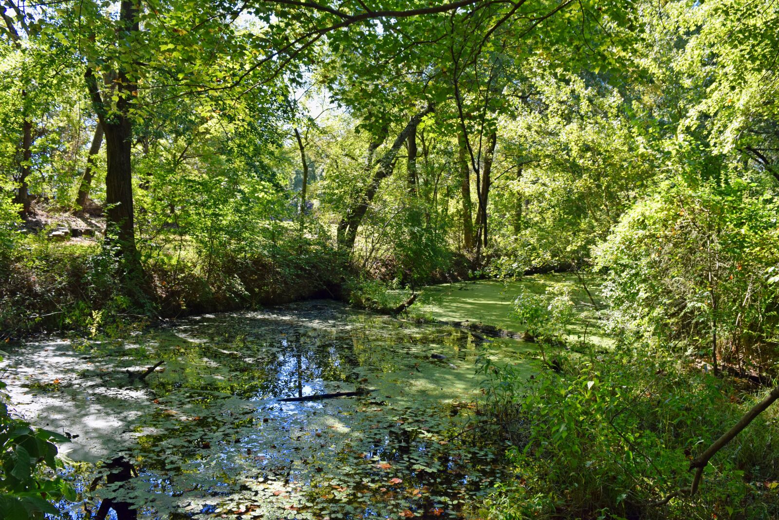 Nikon D3300 sample photo. Pond, green, forest photography