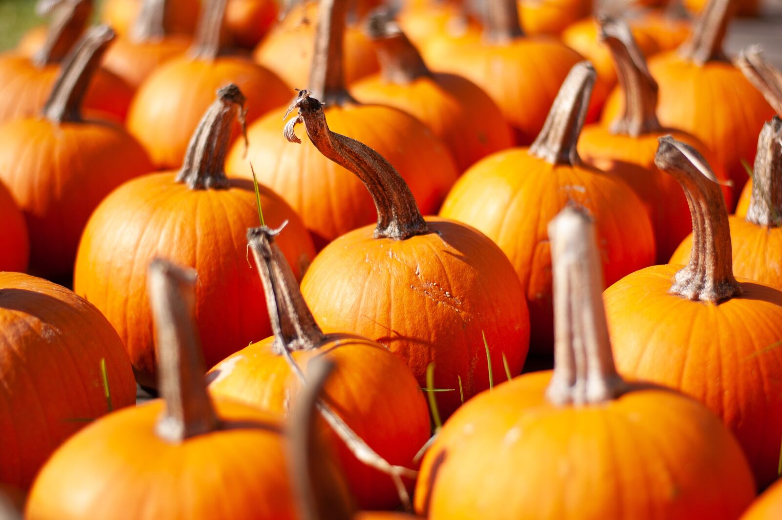 Nikon D50 sample photo. Pumpkins, stem, pumpkin patch photography