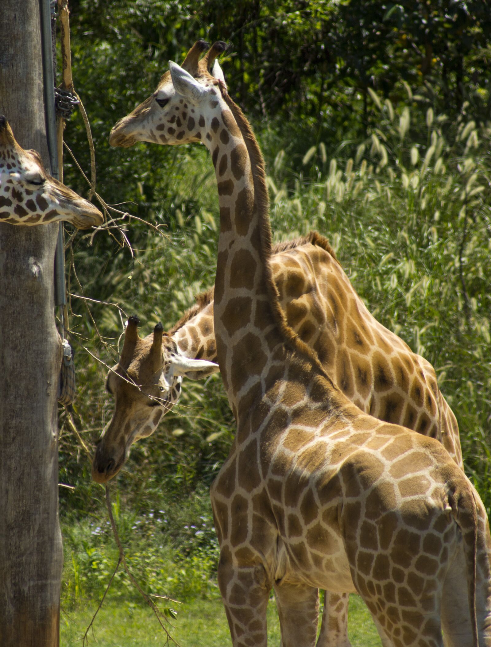Sony SLT-A65 (SLT-A65V) sample photo. Australia zoo, giraffe, animal photography