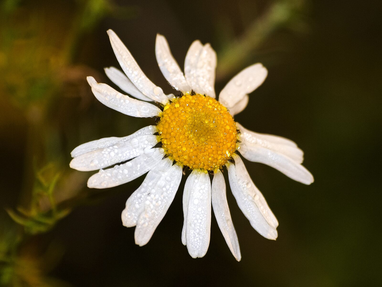 Olympus E-3 sample photo. Chamomile, flower, blossom photography