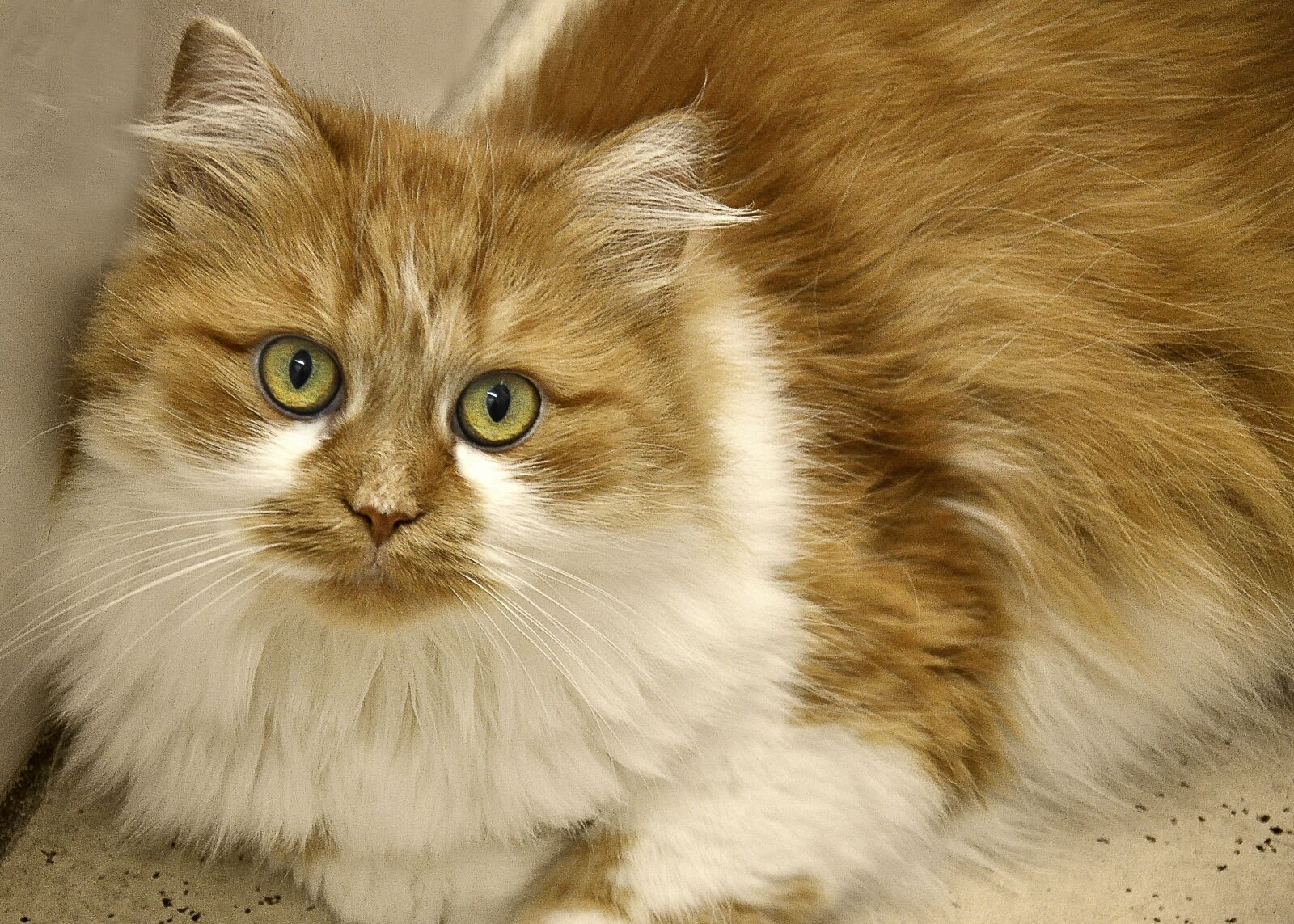 Nikon D90 sample photo. Cat, long haired, domestic photography