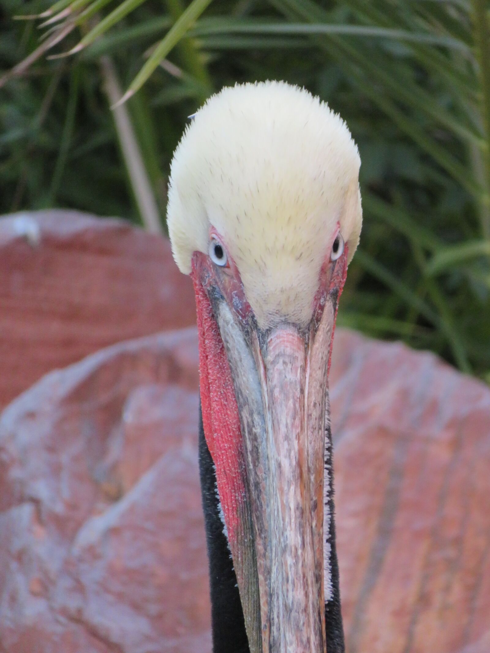 Canon PowerShot SX720 HS sample photo. Pelican, eyes, beak photography