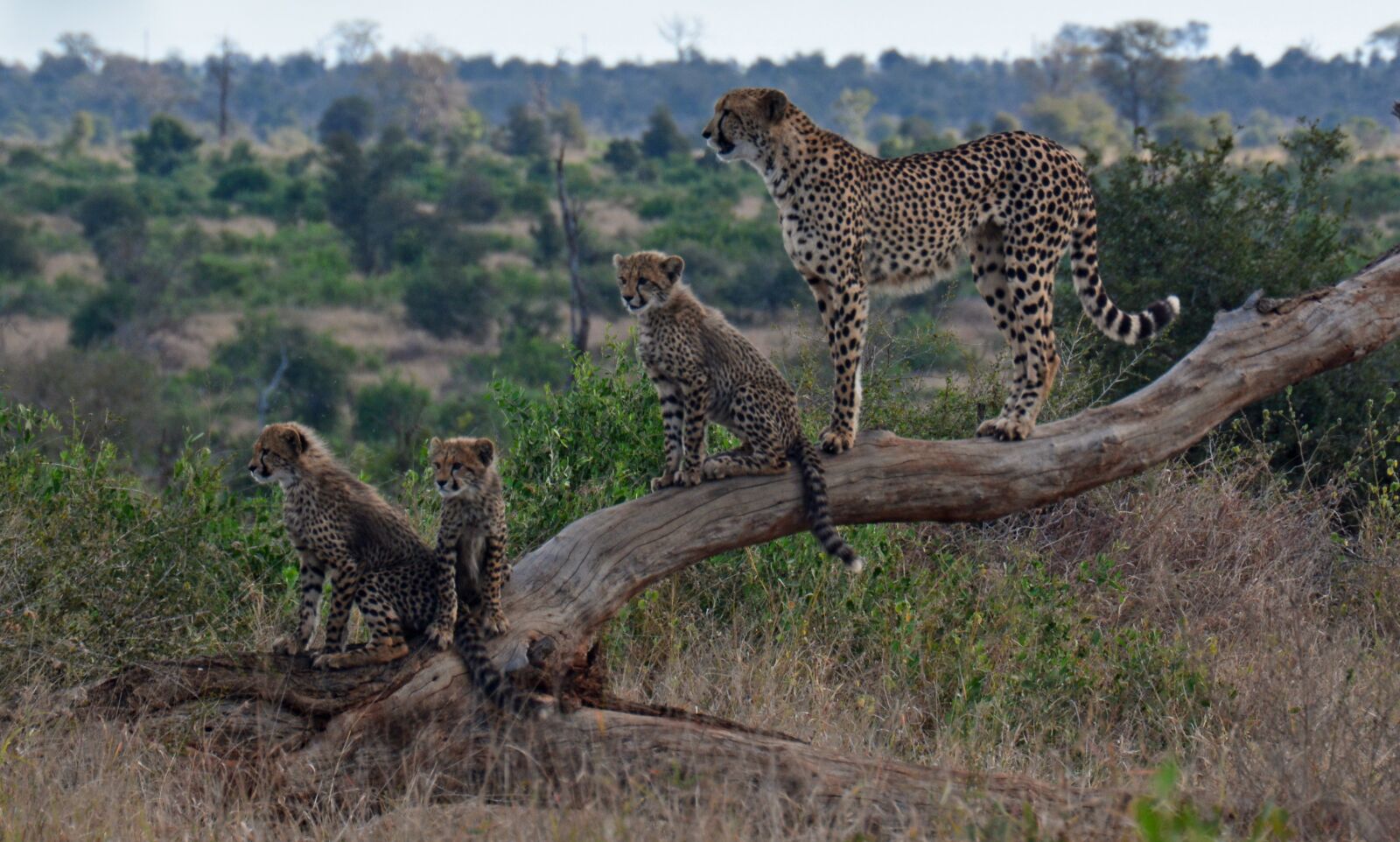 Nikon D5200 sample photo. Cheetah and cubs, cheetahs photography