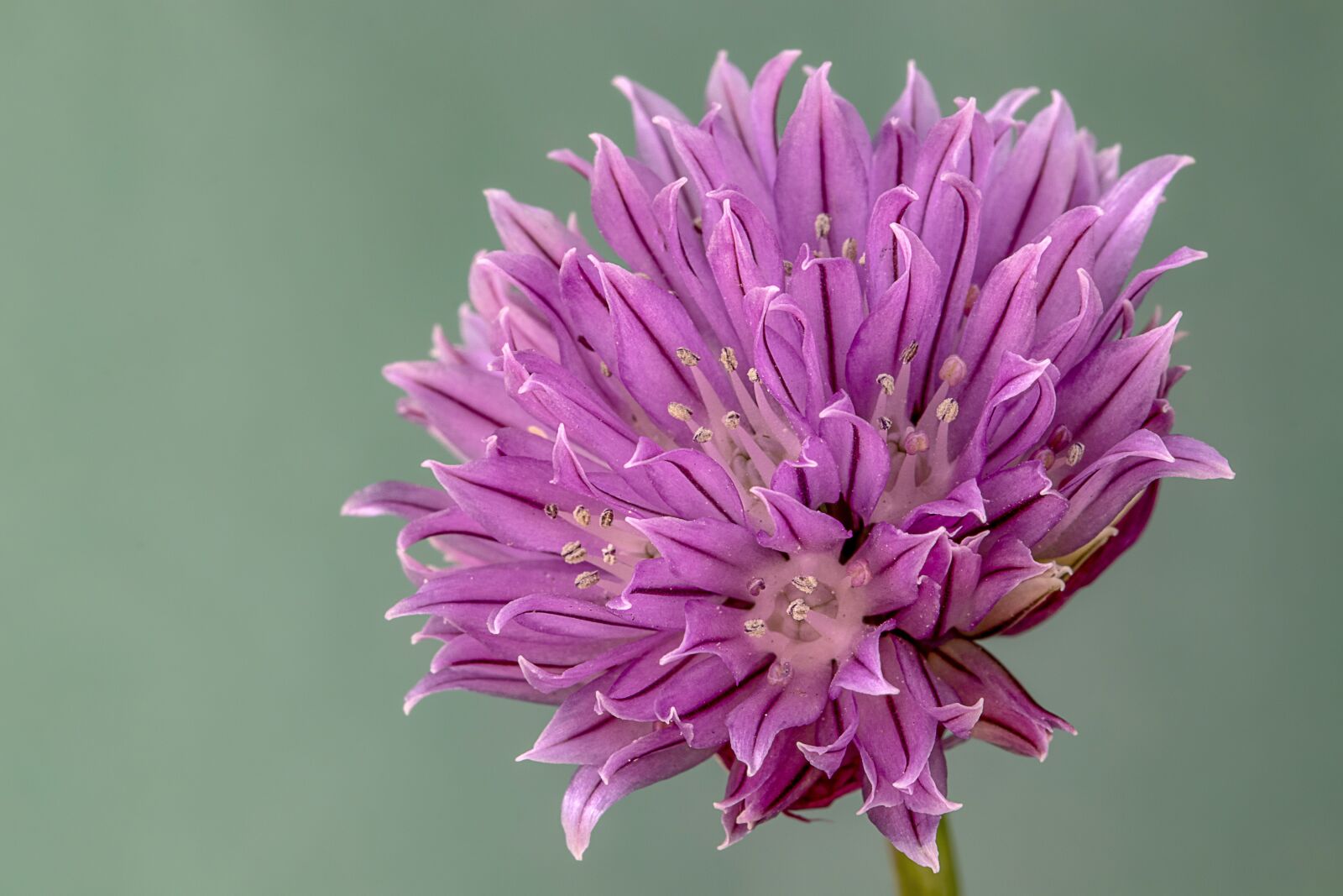 Canon EF 100mm F2.8L Macro IS USM sample photo. Chive, herb, flower photography