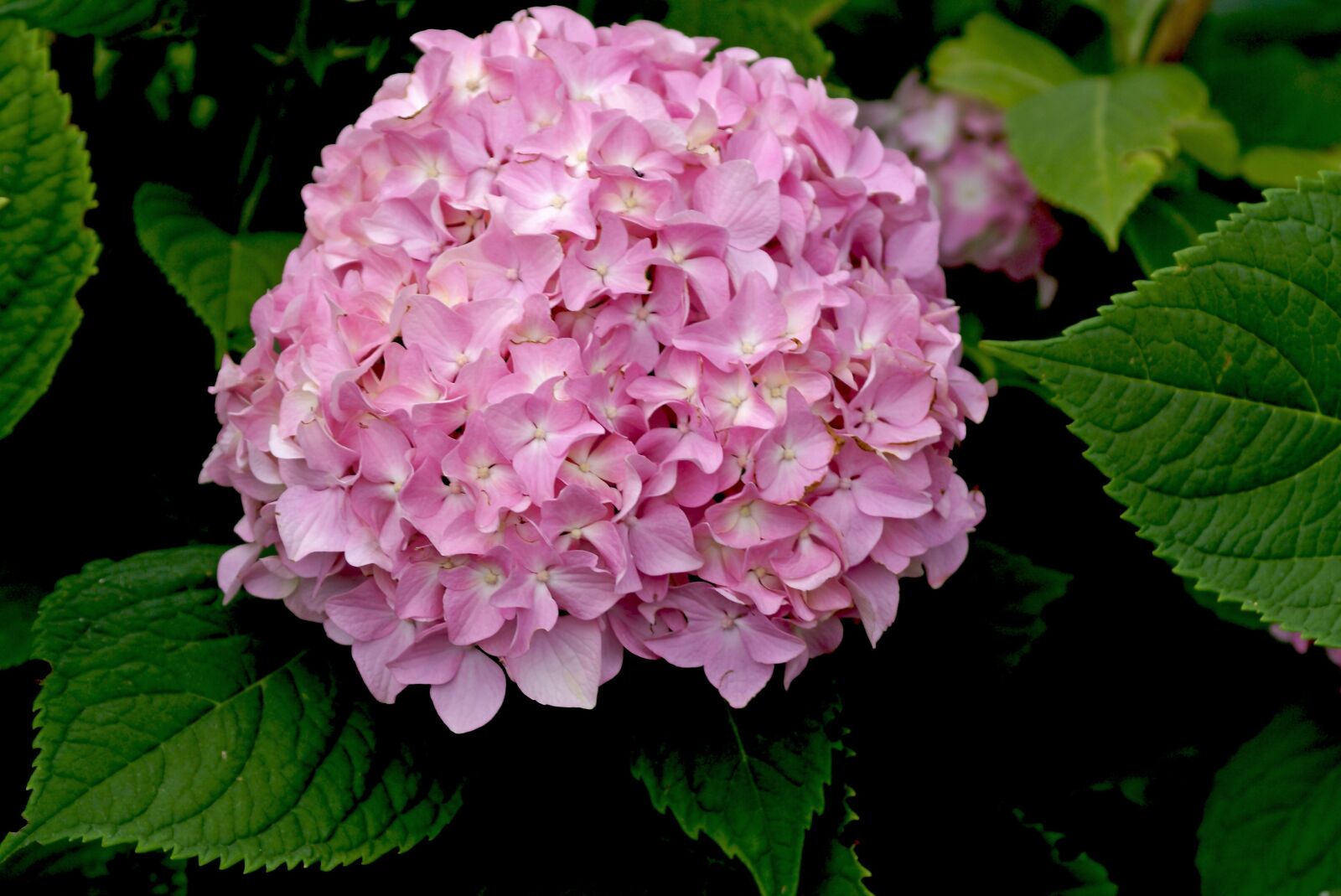 Sony Alpha DSLR-A100 sample photo. Georgia, flower, garden photography