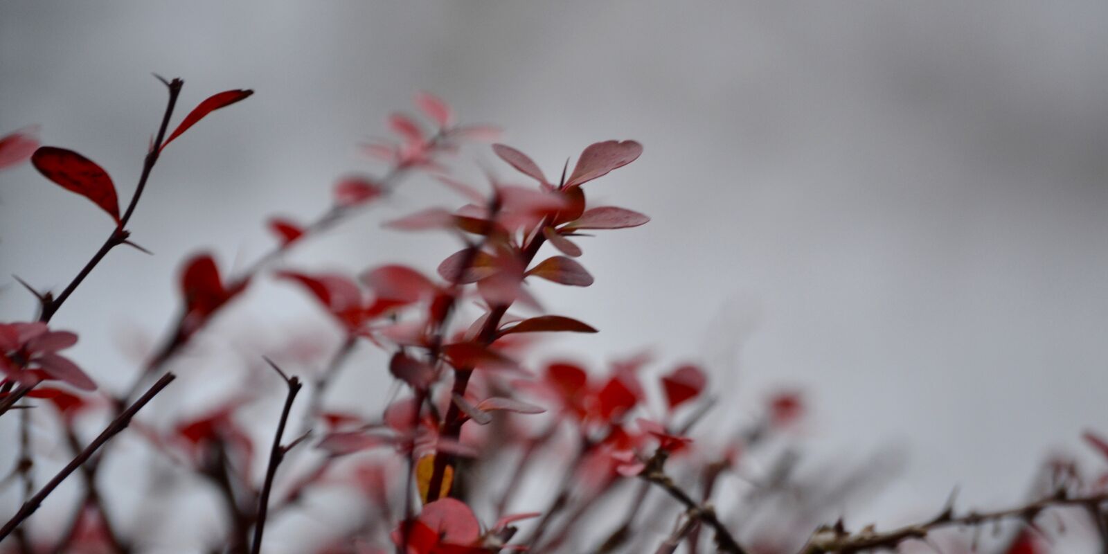 Nikon D3100 sample photo. Leaf, nature, red, winter photography