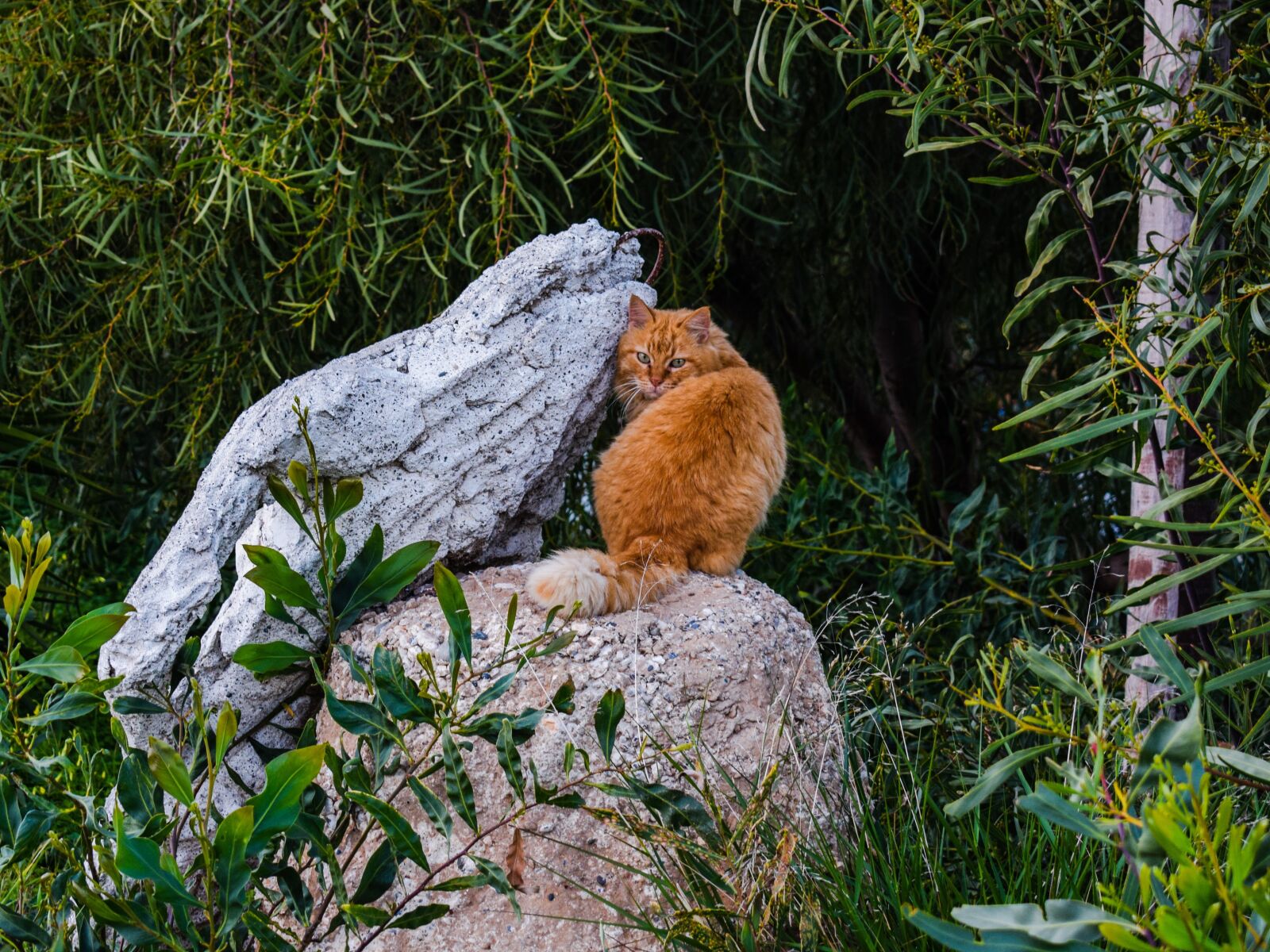Nikon D3300 sample photo. Thicket, coppice, cat photography