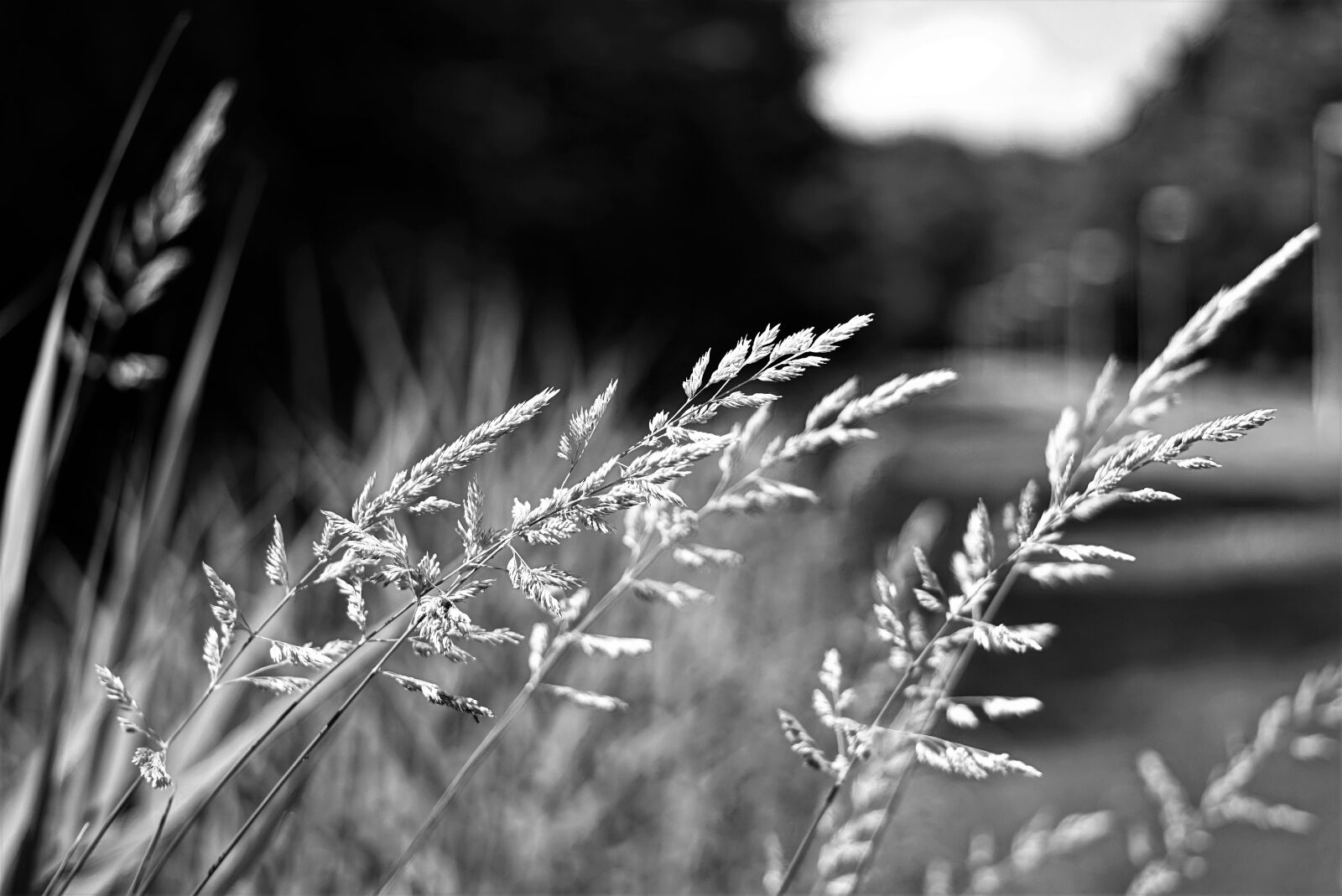 MACRO 50mm F2.8 sample photo. Grass, black white, nature photography