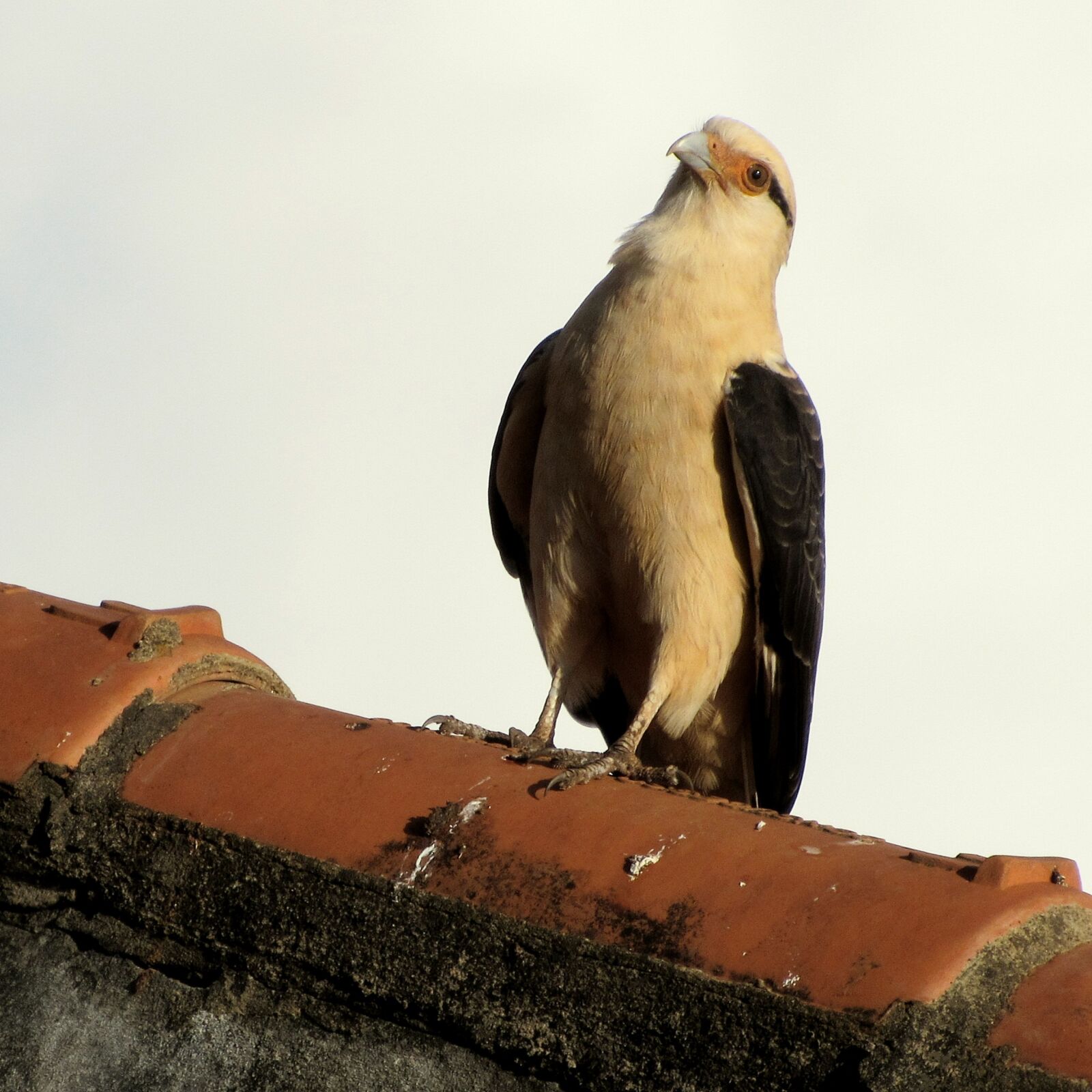Canon PowerShot SX520 HS sample photo. Hawk-carrapateiro, bird, prey photography