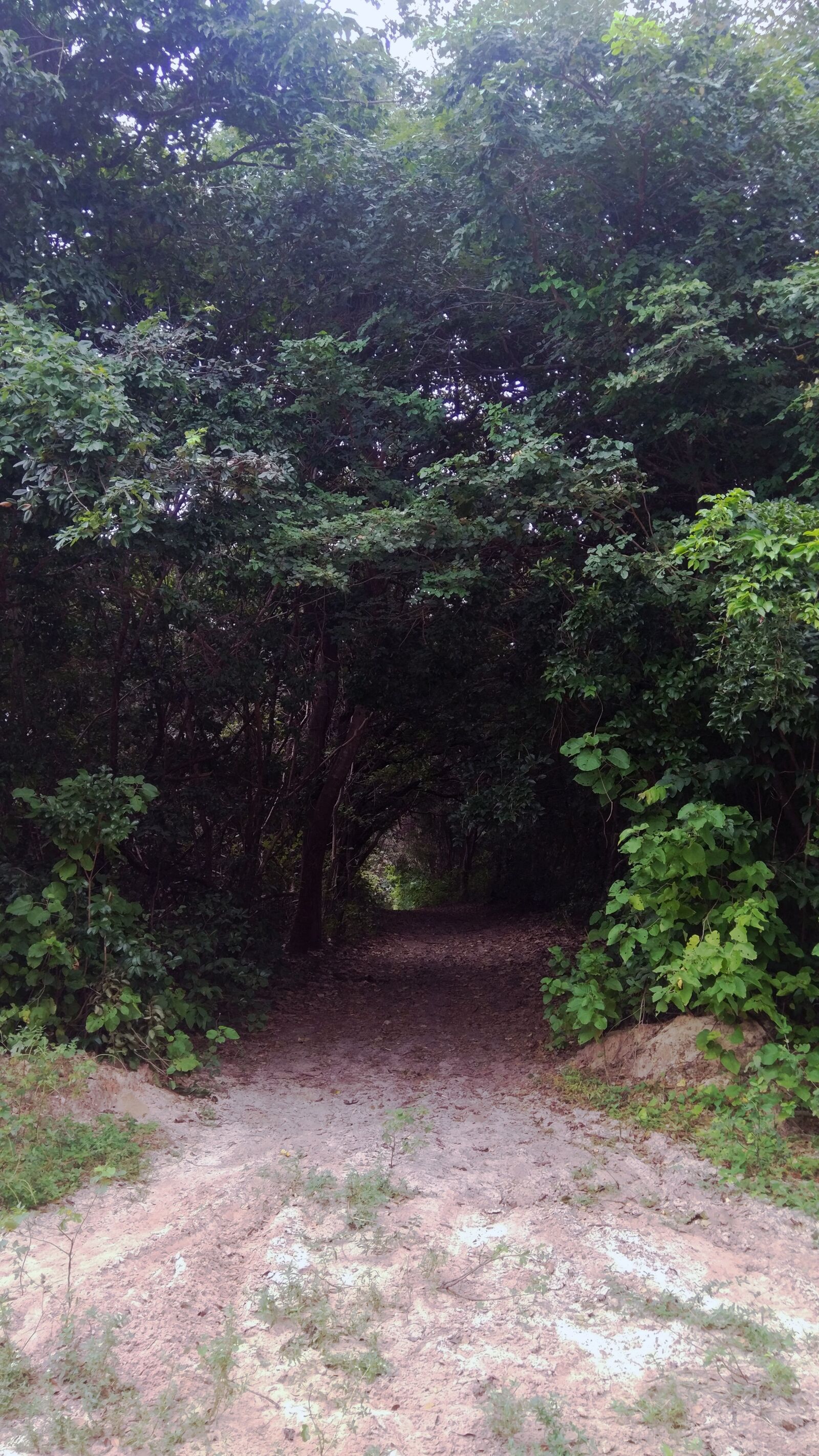Xiaomi MIX sample photo. Path, forest, nature photography