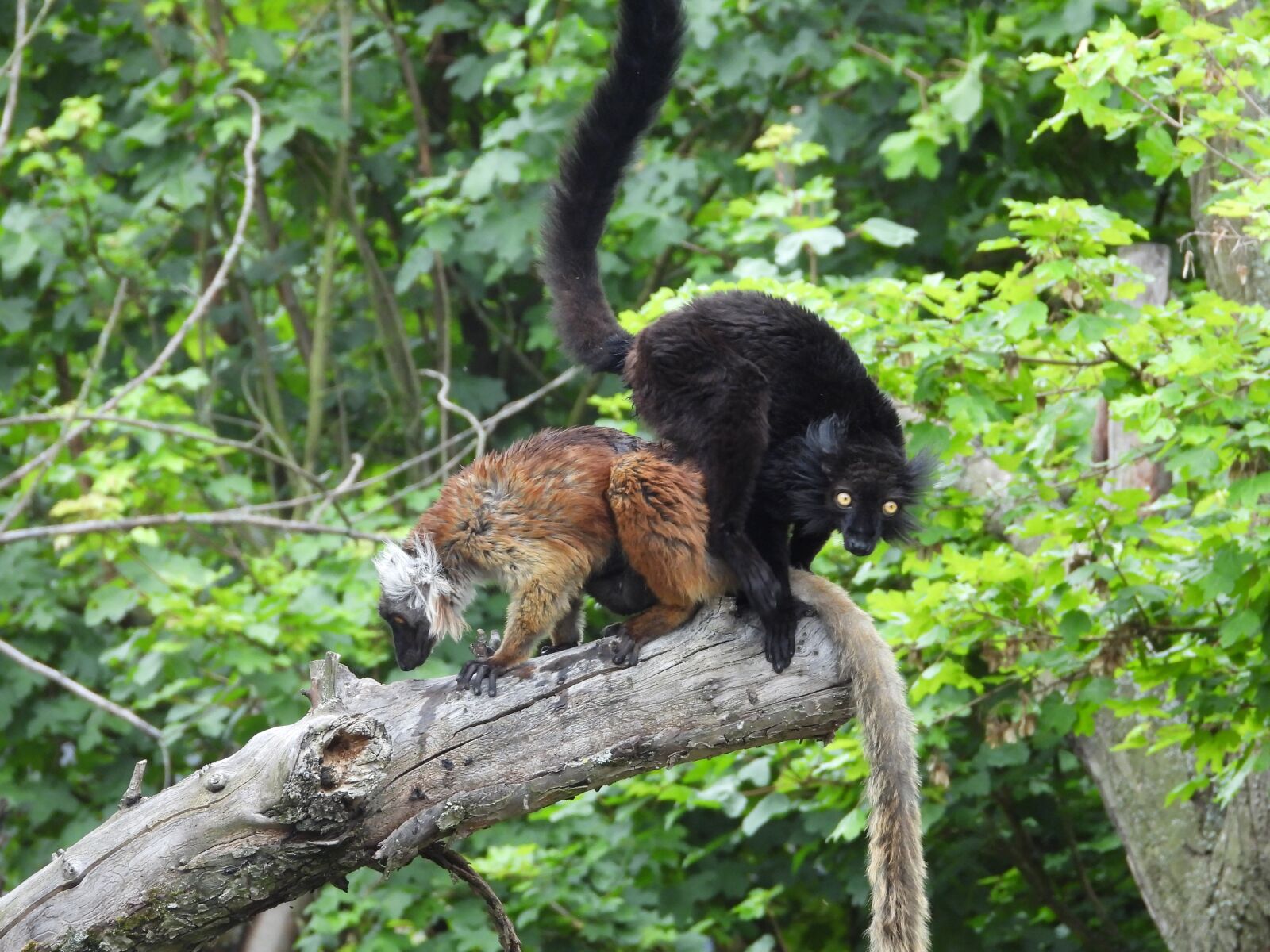 Nikon Coolpix P1000 sample photo. Zoo, animal world, mammal photography