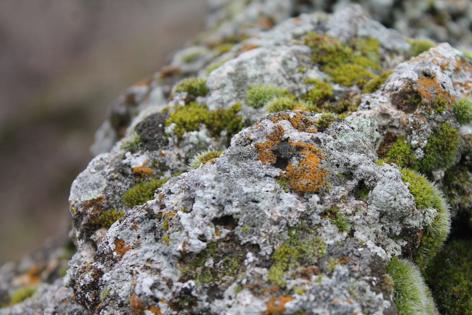 Canon EOS 1100D (EOS Rebel T3 / EOS Kiss X50) sample photo. Moss, green moss, nature photography