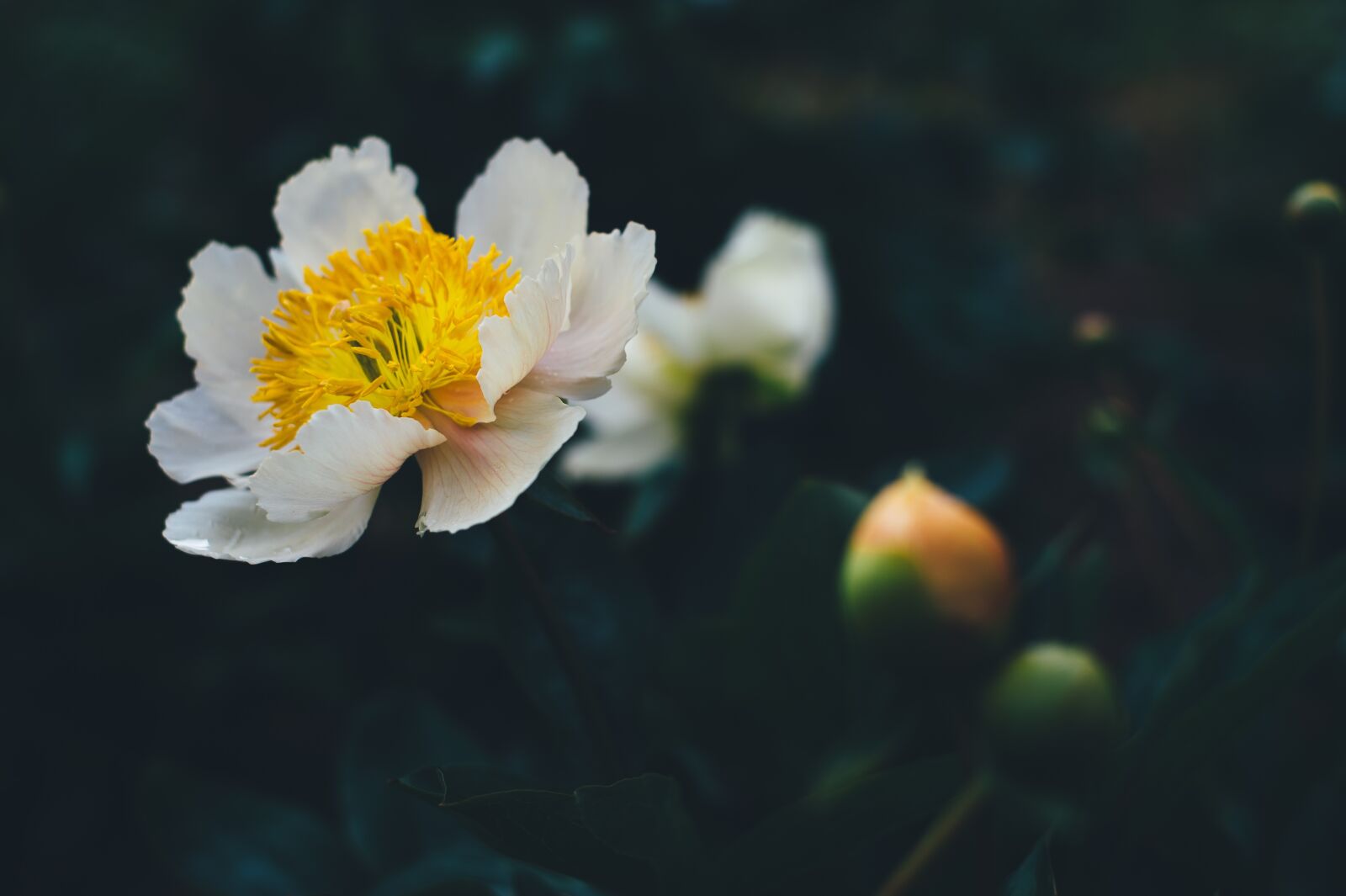 Nikon D4S sample photo. Bloom, blossom, flora photography
