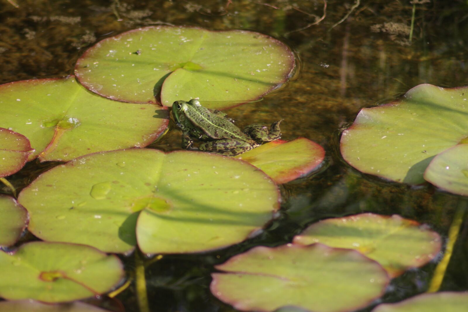 Canon EOS 700D (EOS Rebel T5i / EOS Kiss X7i) sample photo. Nature, pond, frog photography