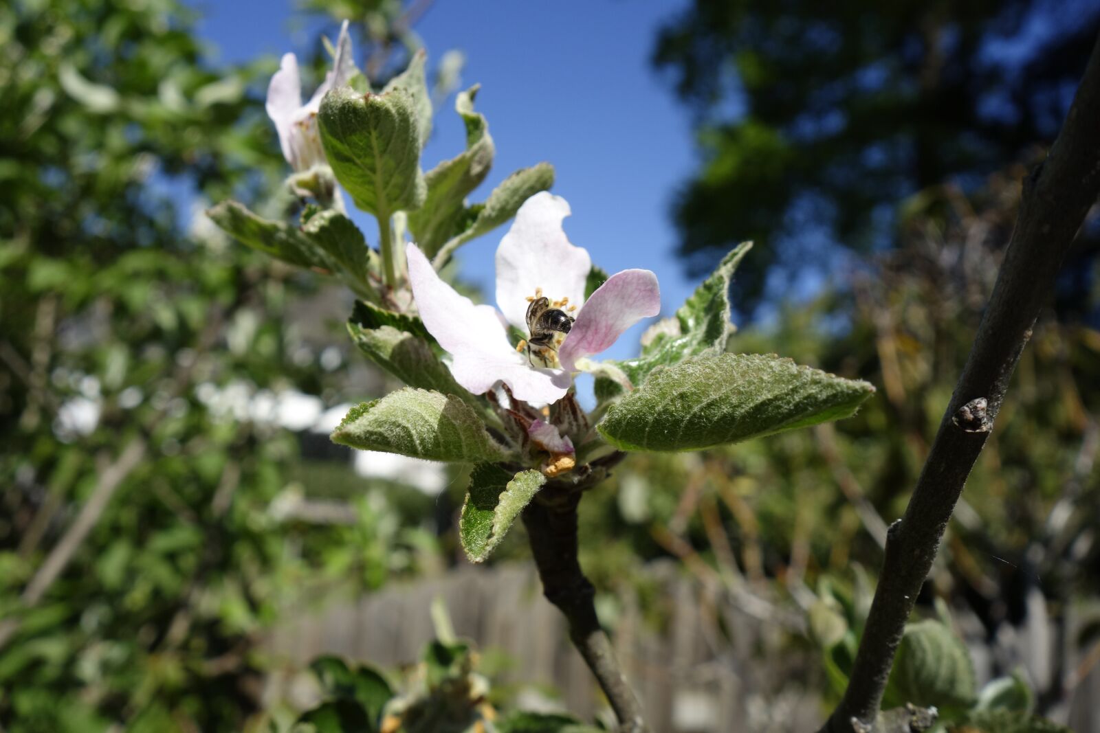 Sony Cyber-shot DSC-RX100 sample photo. Apple blossom, bee, fruit photography