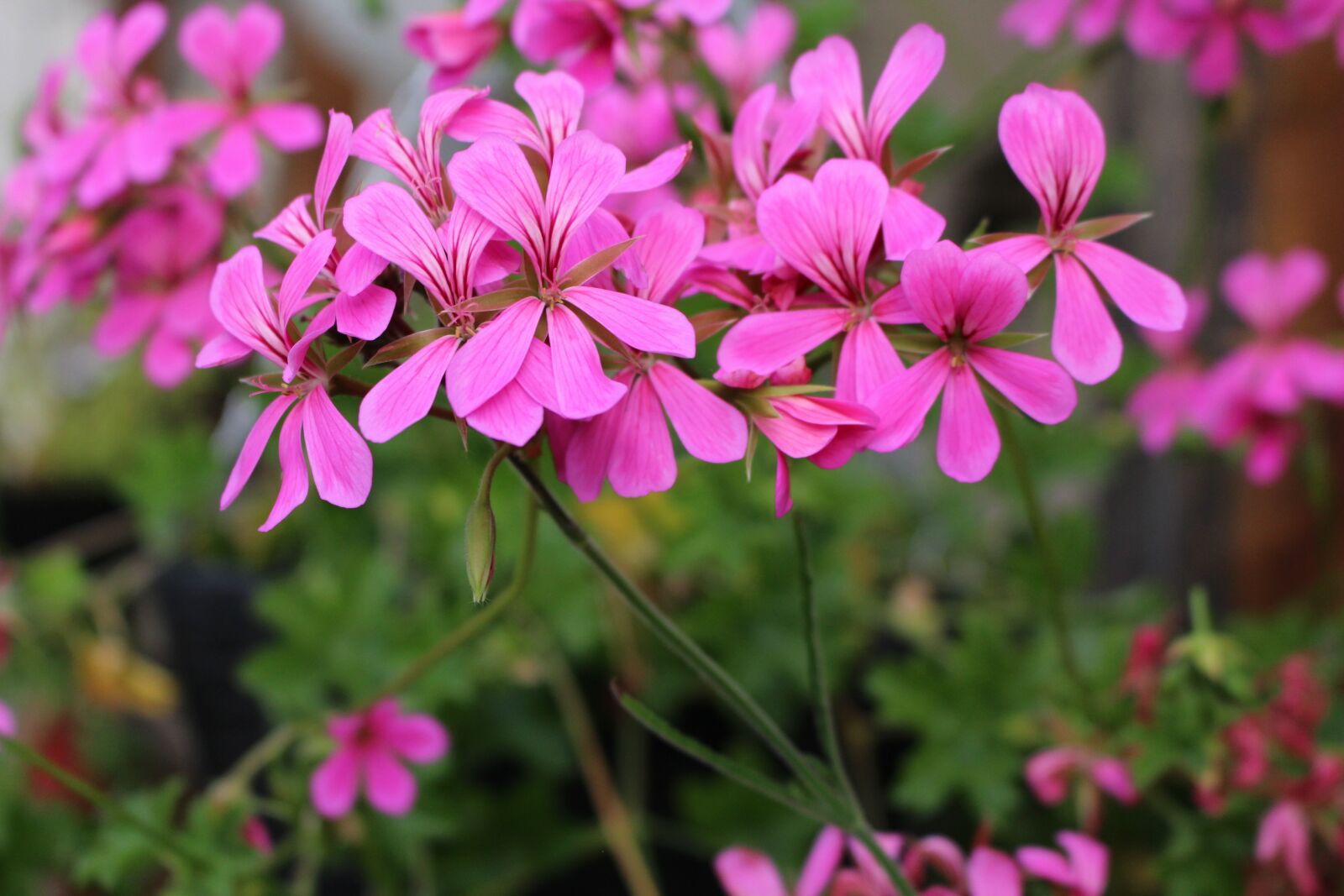 Canon EOS 100D (EOS Rebel SL1 / EOS Kiss X7) sample photo. Flowers, pink, flowering photography