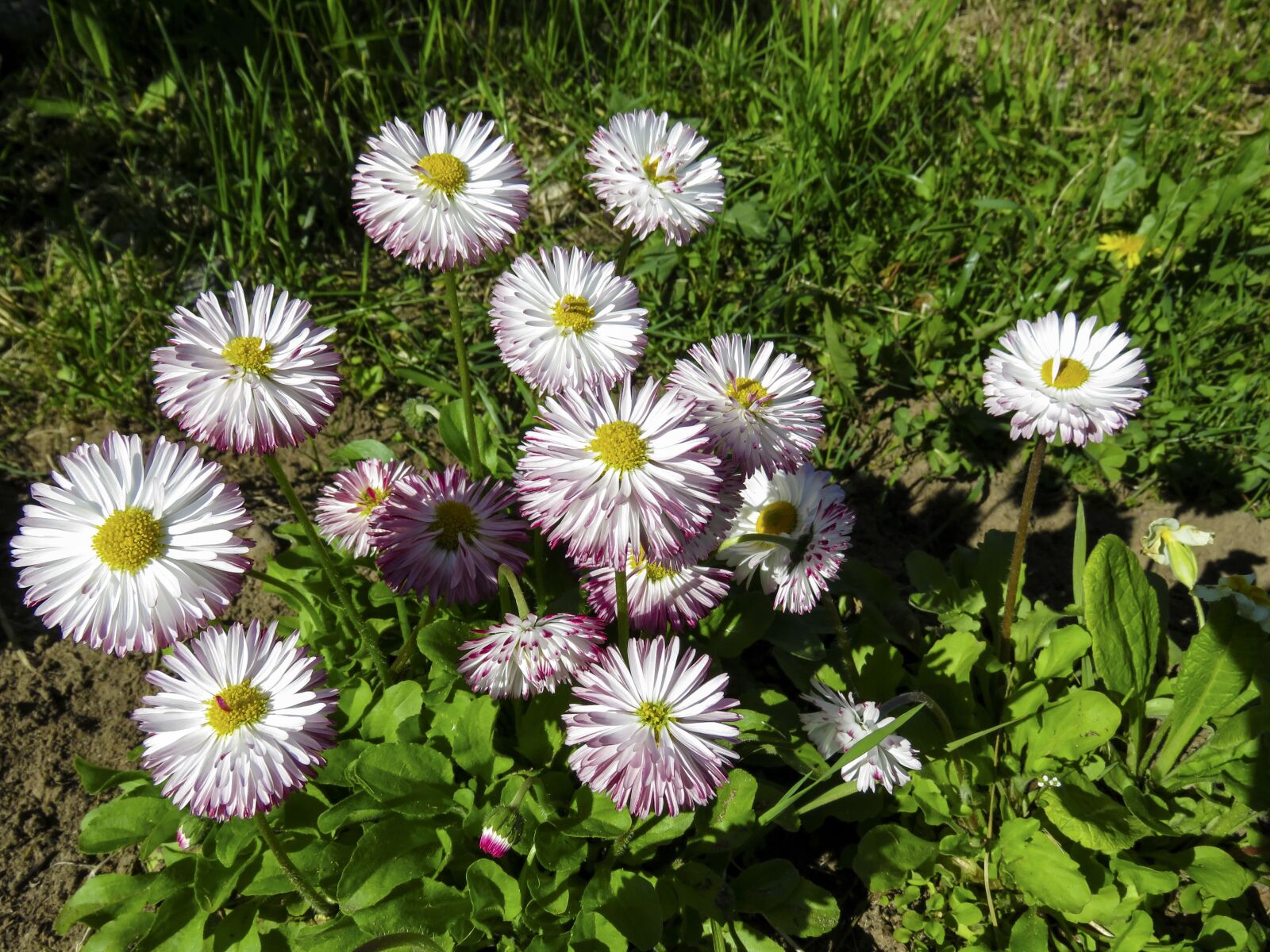 Canon PowerShot SX60 HS sample photo. Flowers, daisies, summer photography