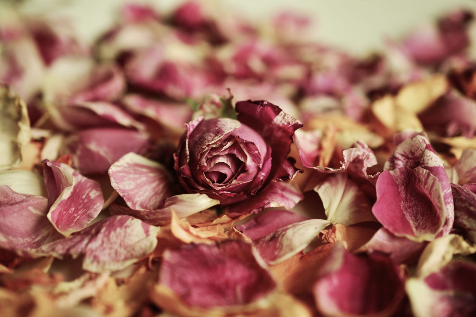 Nikon D5200 sample photo. Rose petals, roses, fragrance photography