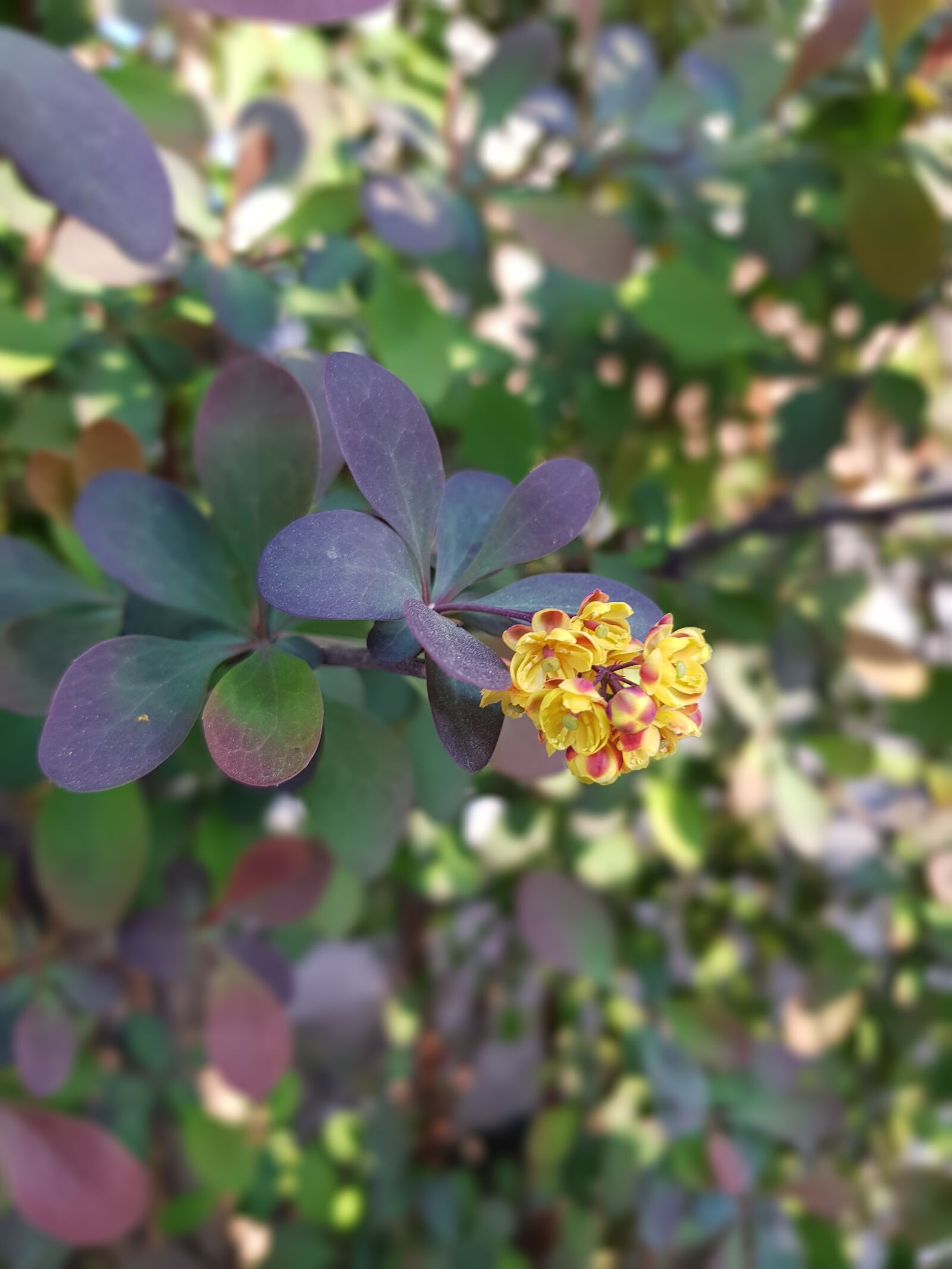 Samsung Galaxy S8 sample photo. Flower, nature, sunny day photography