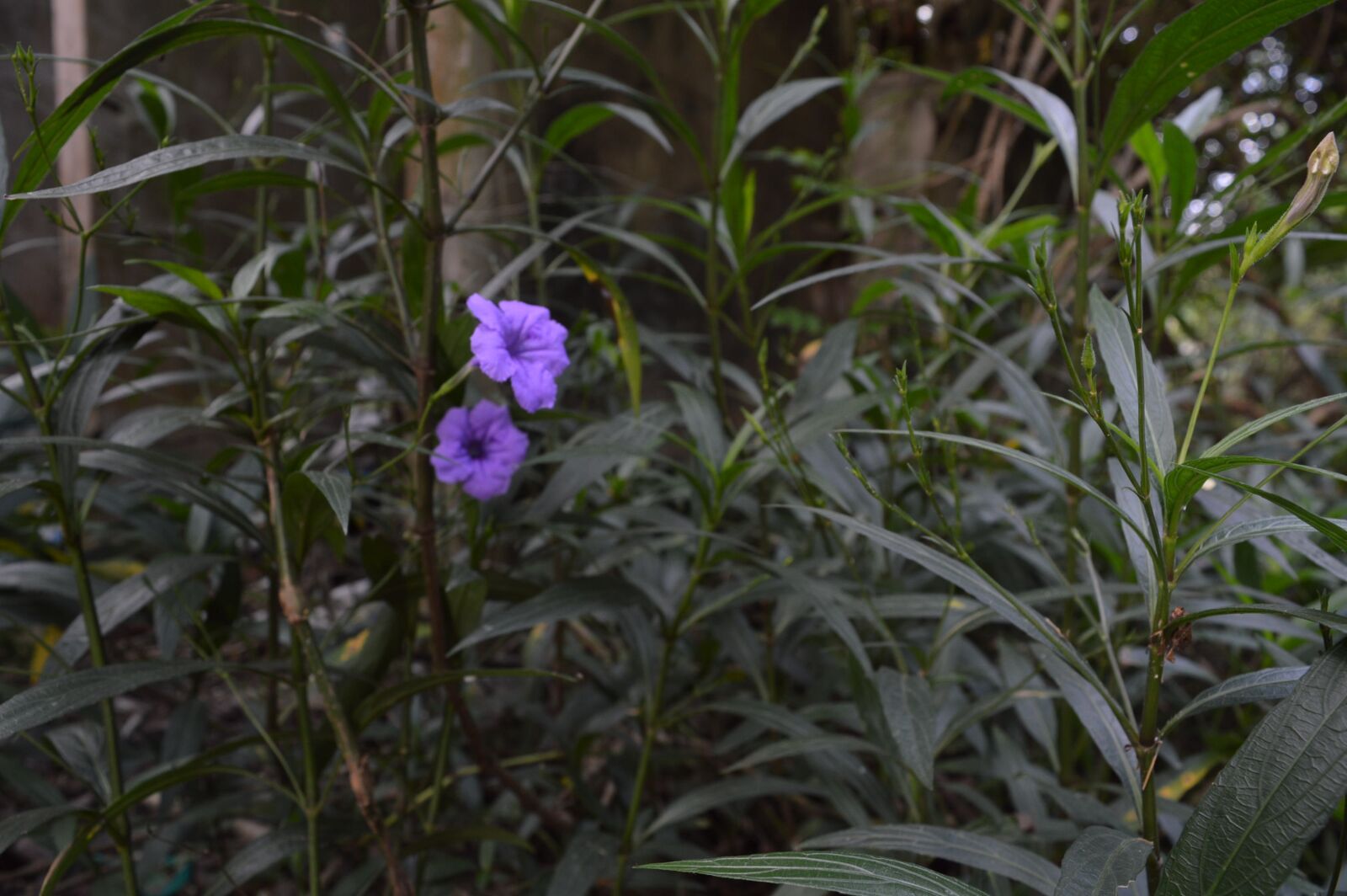 Nikon D3200 sample photo. Fleur, jardin, flower photography