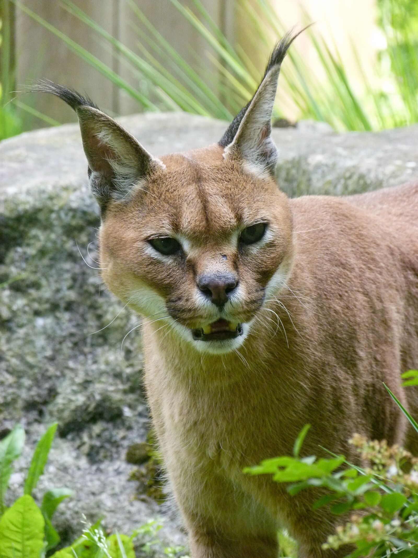 Panasonic Lumix DMC-FZ40 (Lumix DMC-FZ45) sample photo. Lynx, animal, fauna photography