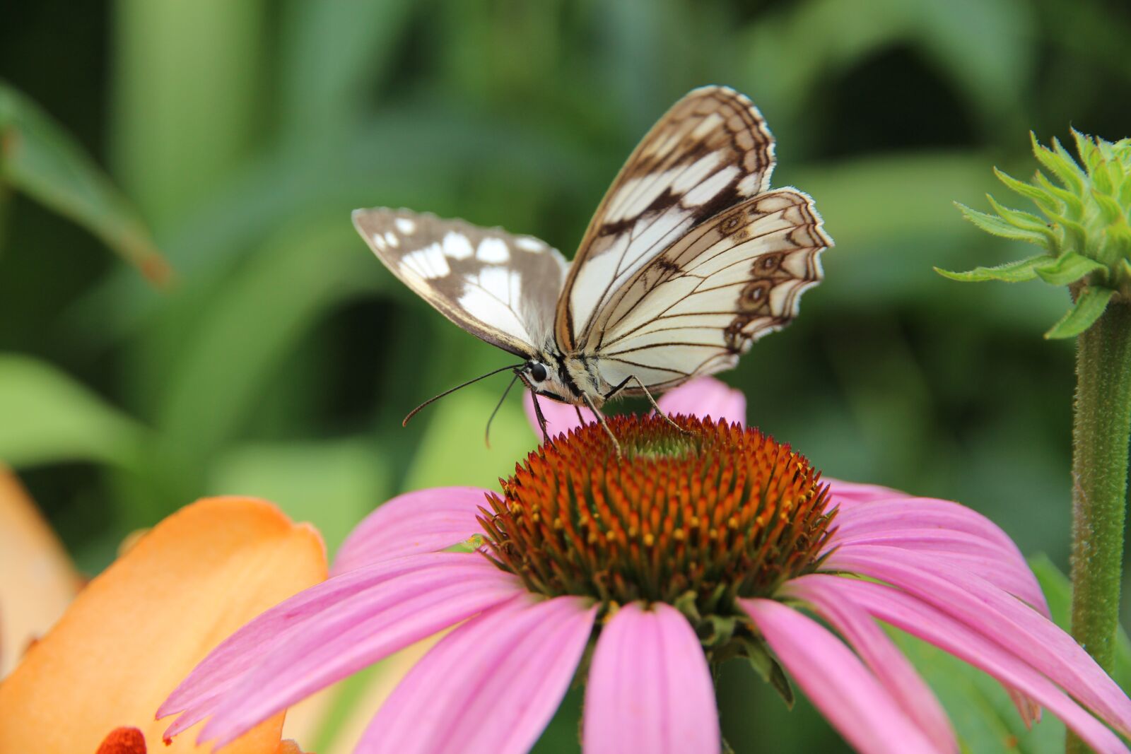 Canon EOS 650D (EOS Rebel T4i / EOS Kiss X6i) sample photo. Butterfly, echinacea, medicinal plant photography