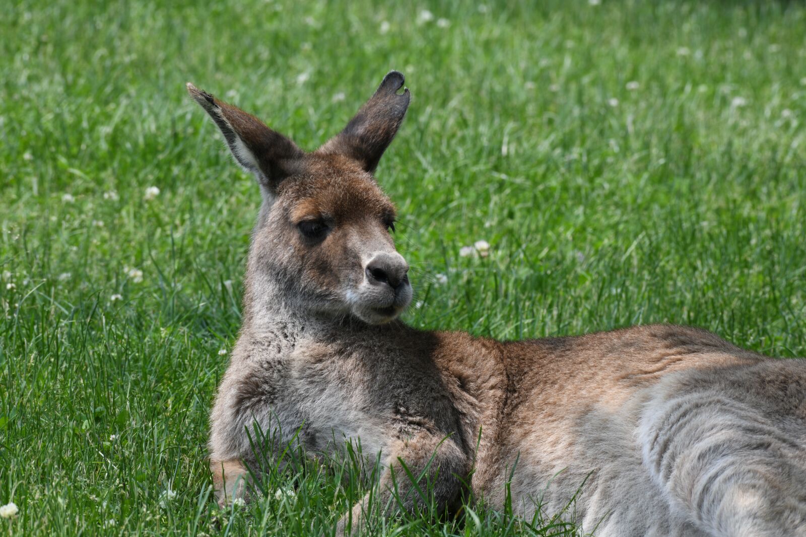 Nikon D850 sample photo. Kangaroo, marsupial, resting photography