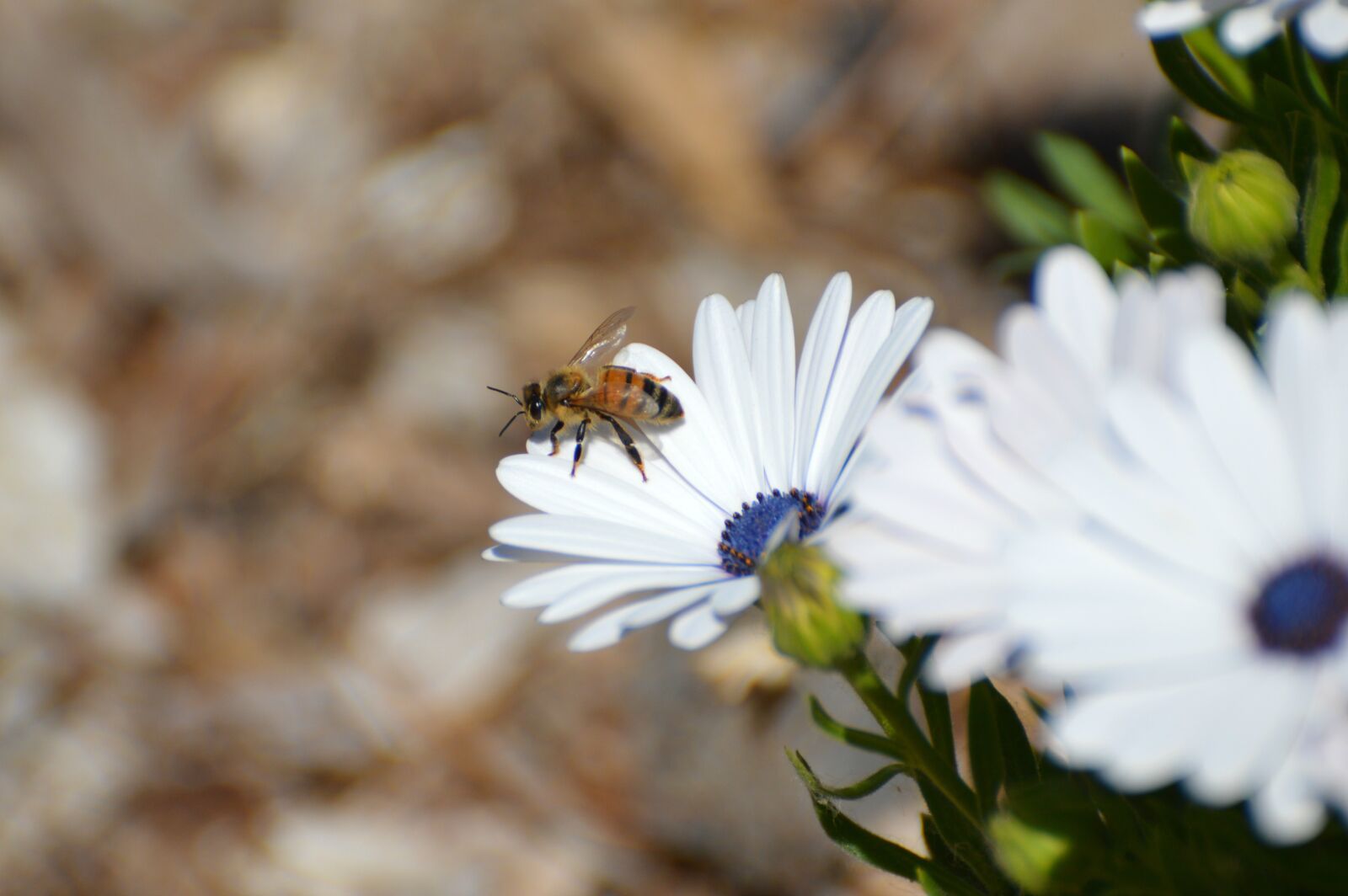Nikon D3200 sample photo. Daisies, freeway daisies, bee photography