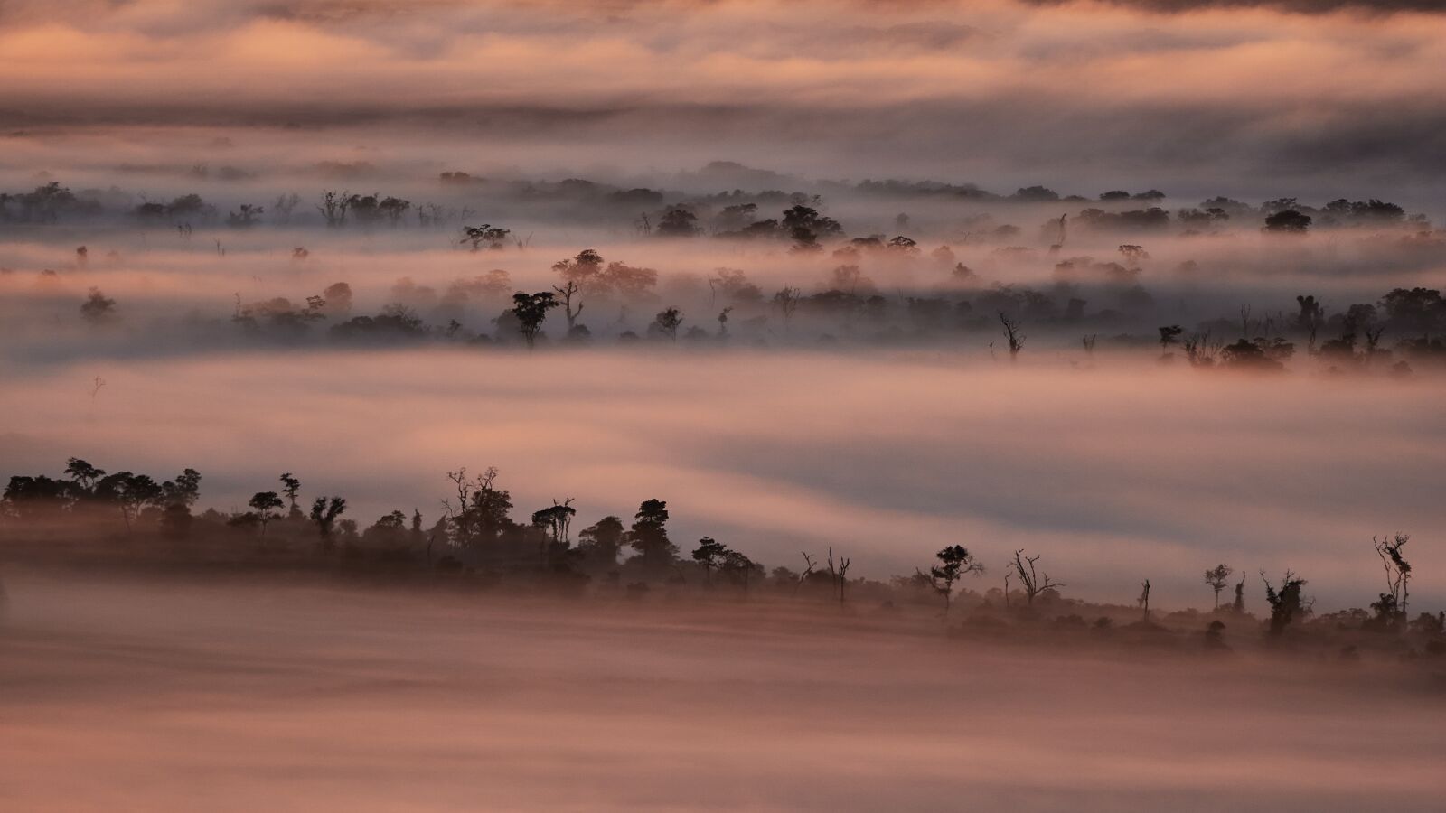 Sony FE 100-400mm F4.5-5.6 GM OSS sample photo. Fog, nature, forest photography