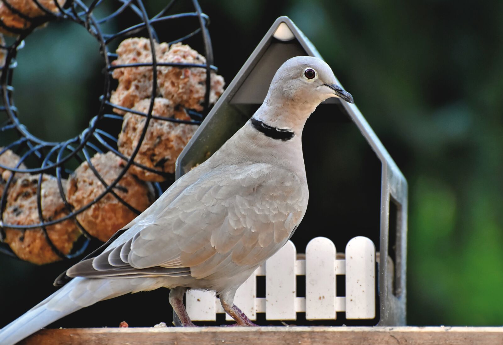 Nikon D7200 sample photo. Eurasian collared dove, dove photography