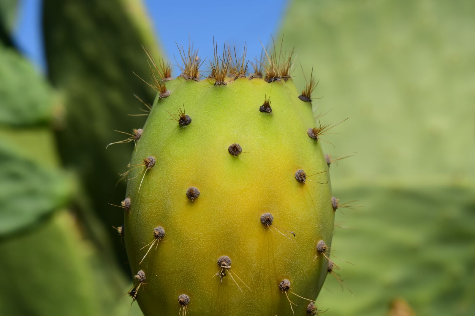 Nikon D3300 sample photo. Cactus, prickly pear, cactus photography
