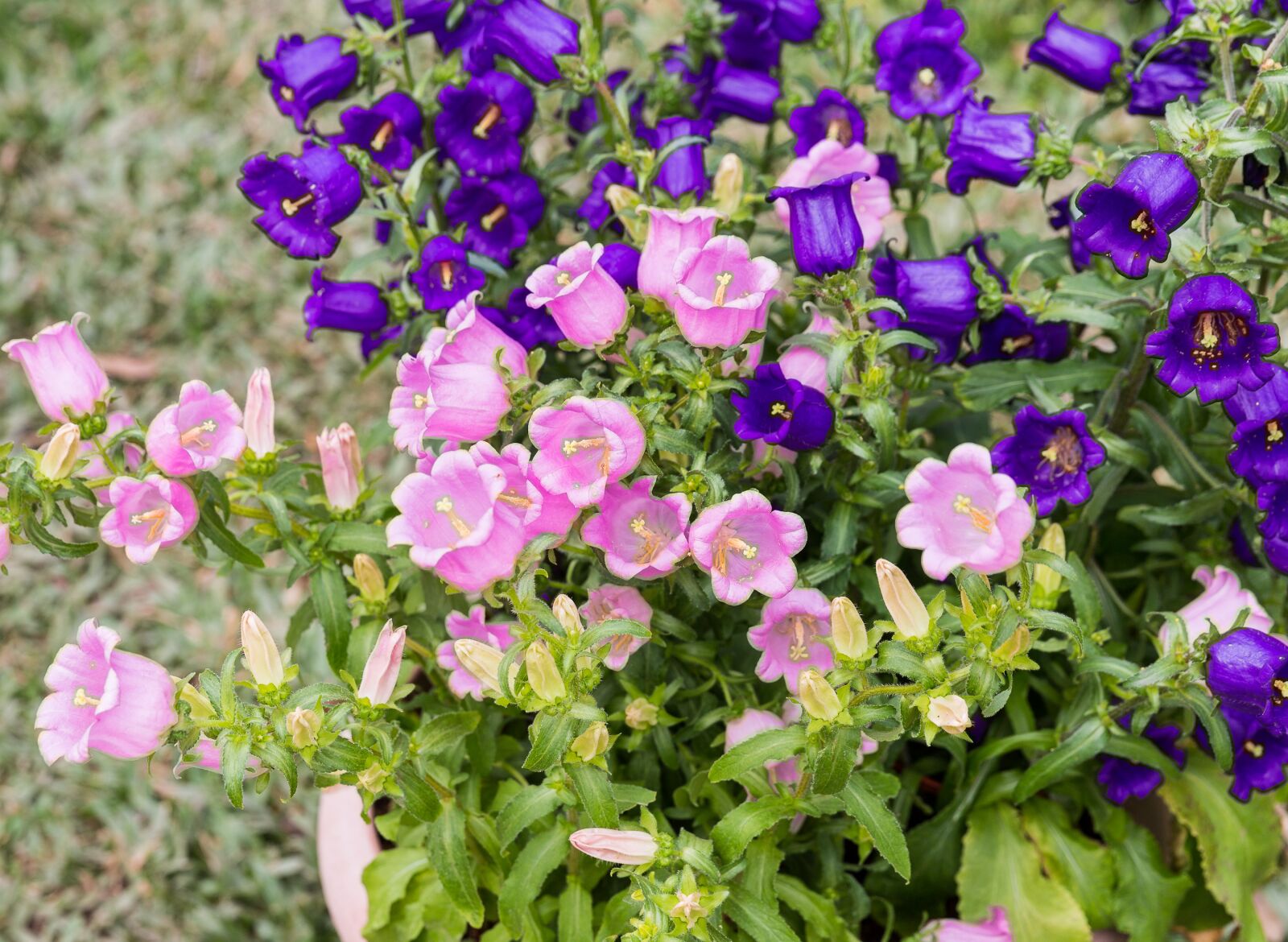 Canon EF 24-70mm F2.8L II USM sample photo. Taiwan, hsinchu jianshi, lavender photography