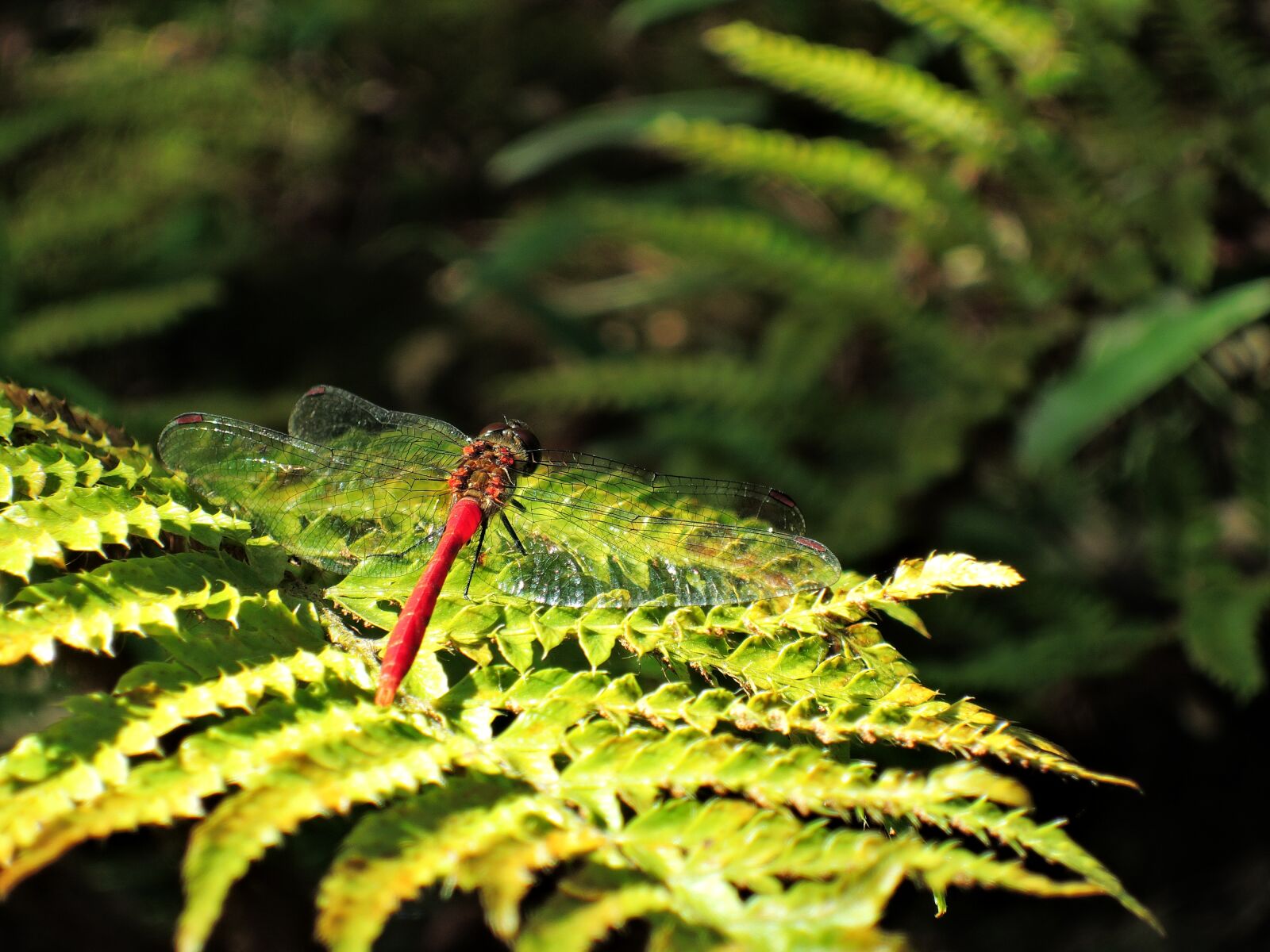 Nikon Coolpix P340 sample photo. Dragonfly, red dragonfly, autumn photography