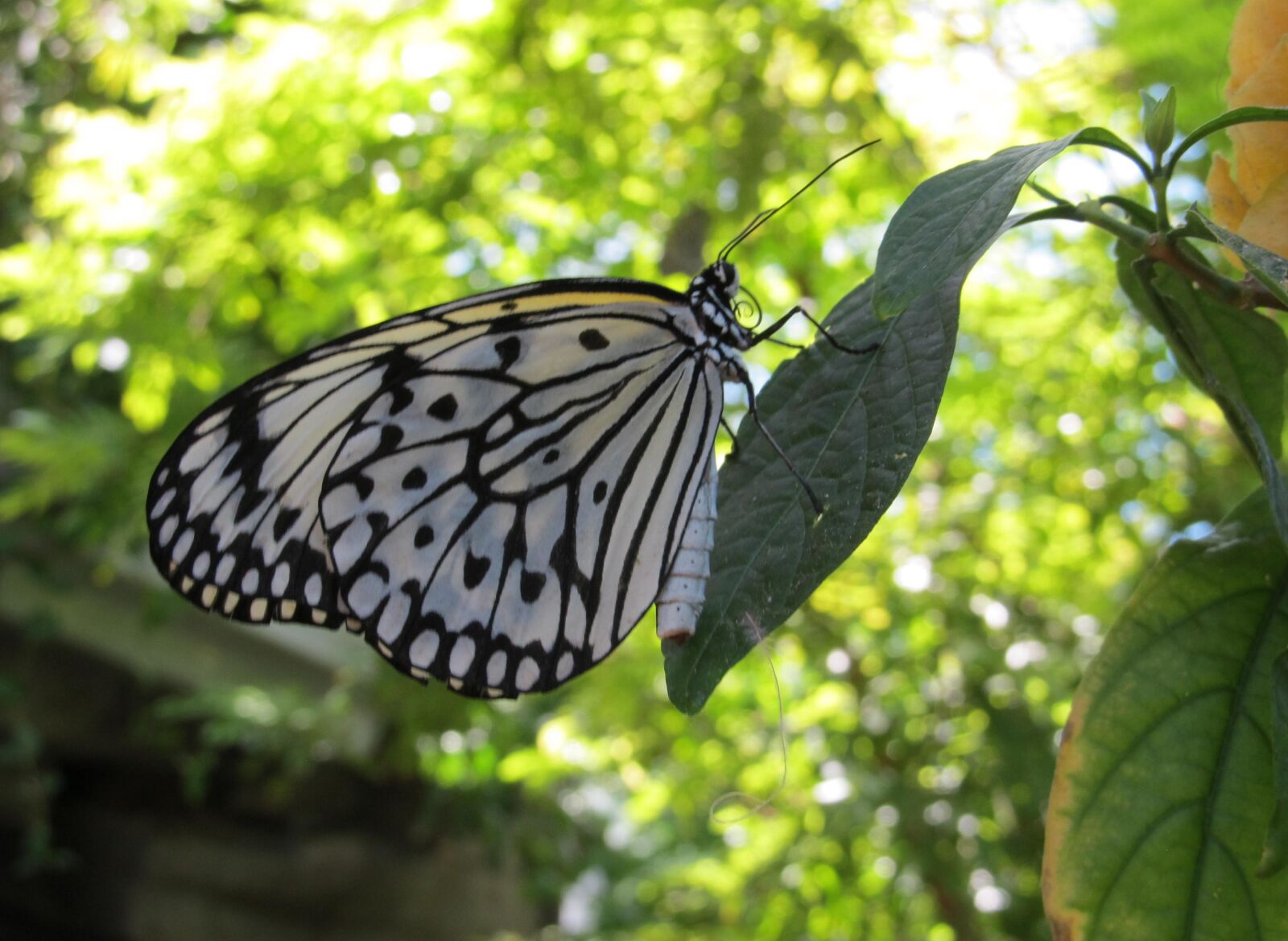 Canon PowerShot SX130 IS sample photo. Butterfly, paper kite, macro photography