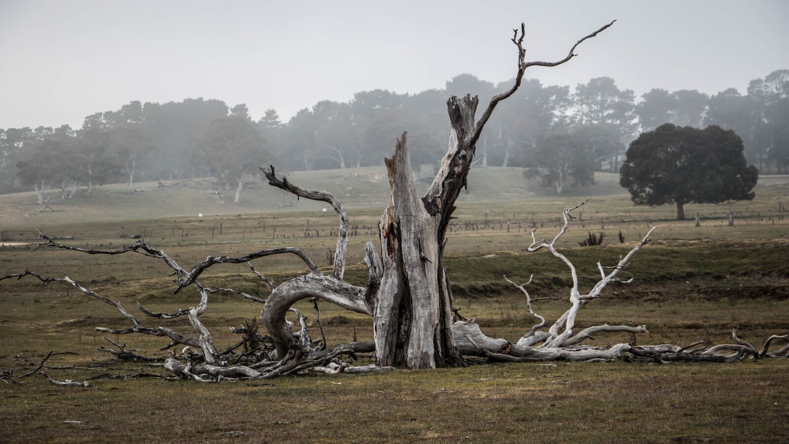 Canon EOS 750D (EOS Rebel T6i / EOS Kiss X8i) sample photo. Tree, australia, outback photography