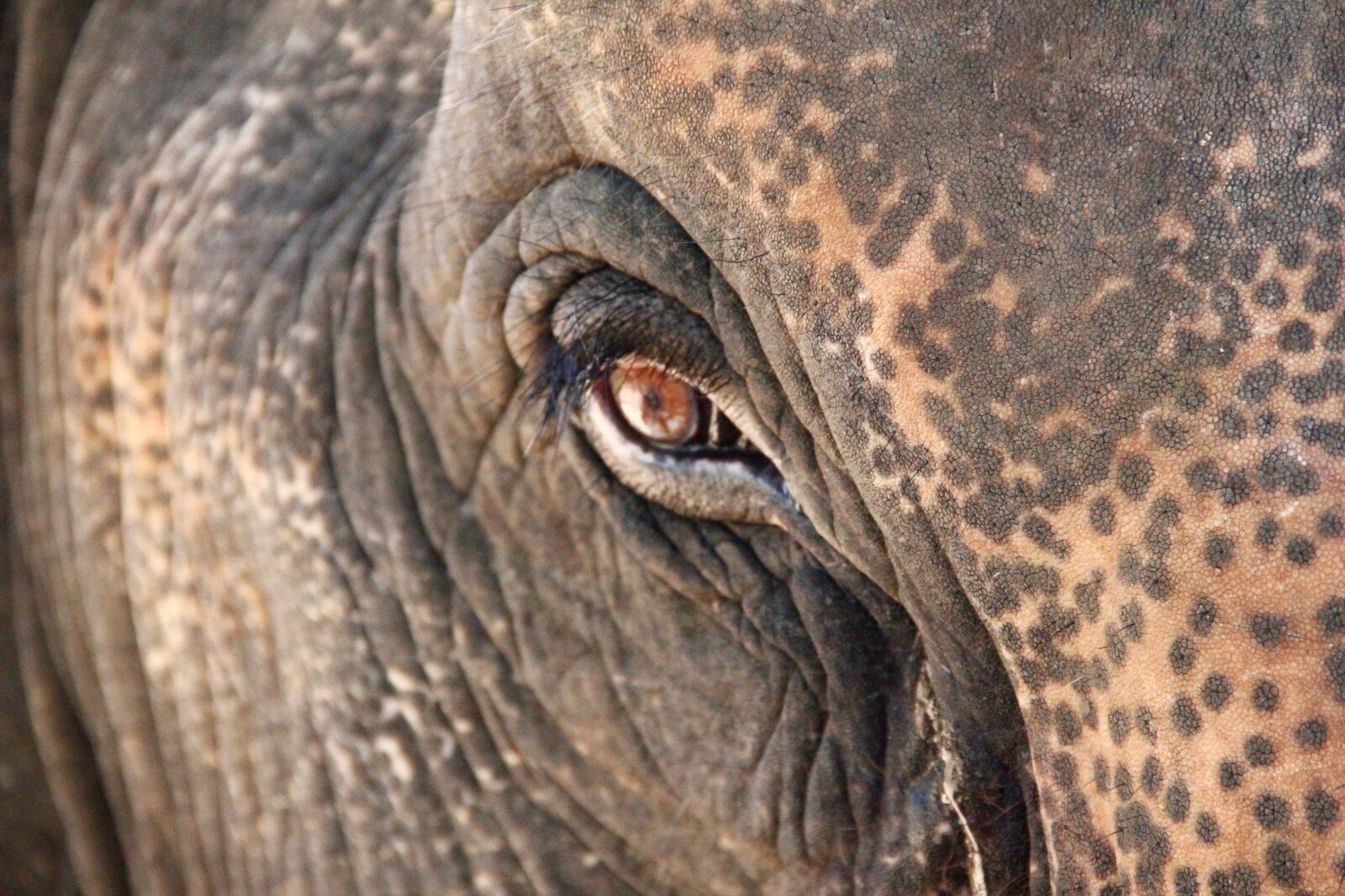 Canon EOS 550D (EOS Rebel T2i / EOS Kiss X4) sample photo. Elephant, eye, close up photography