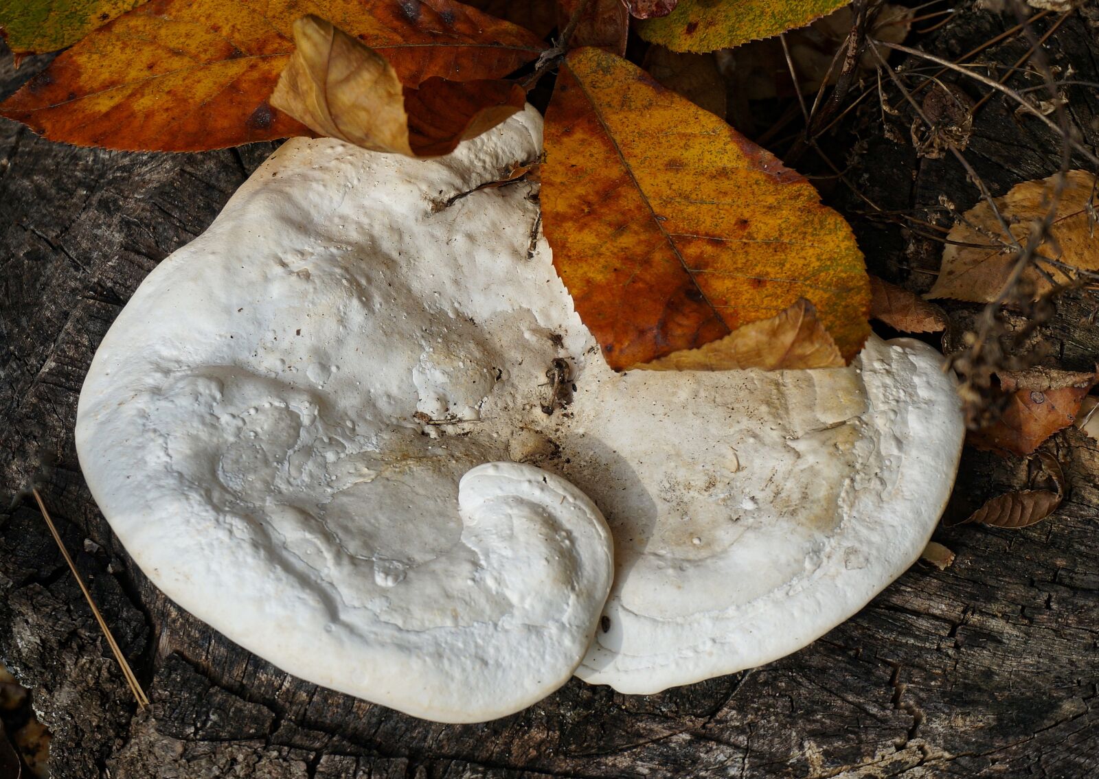Sony Alpha NEX-5T sample photo. Fall shelf fungus on photography