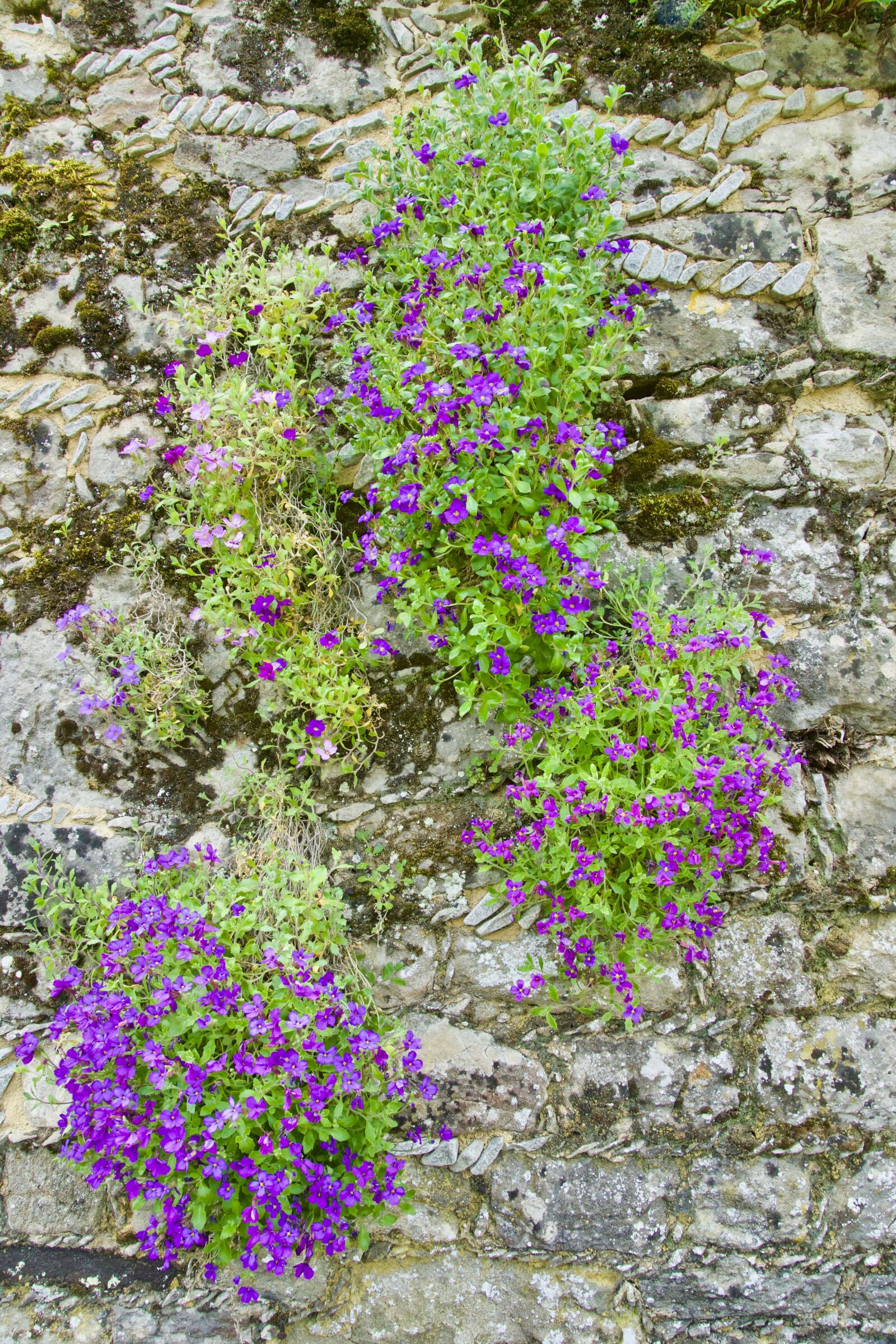 Sony a6500 sample photo. Plant, creeper, wall photography