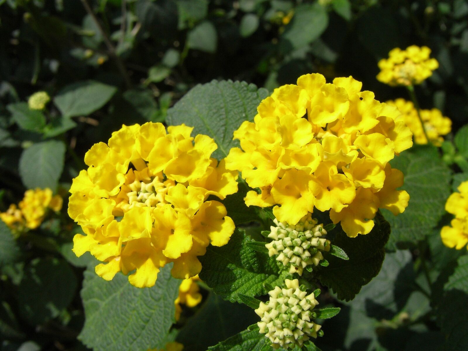 Ricoh Caplio R6 sample photo. Lantana camara, yellow, flowers photography