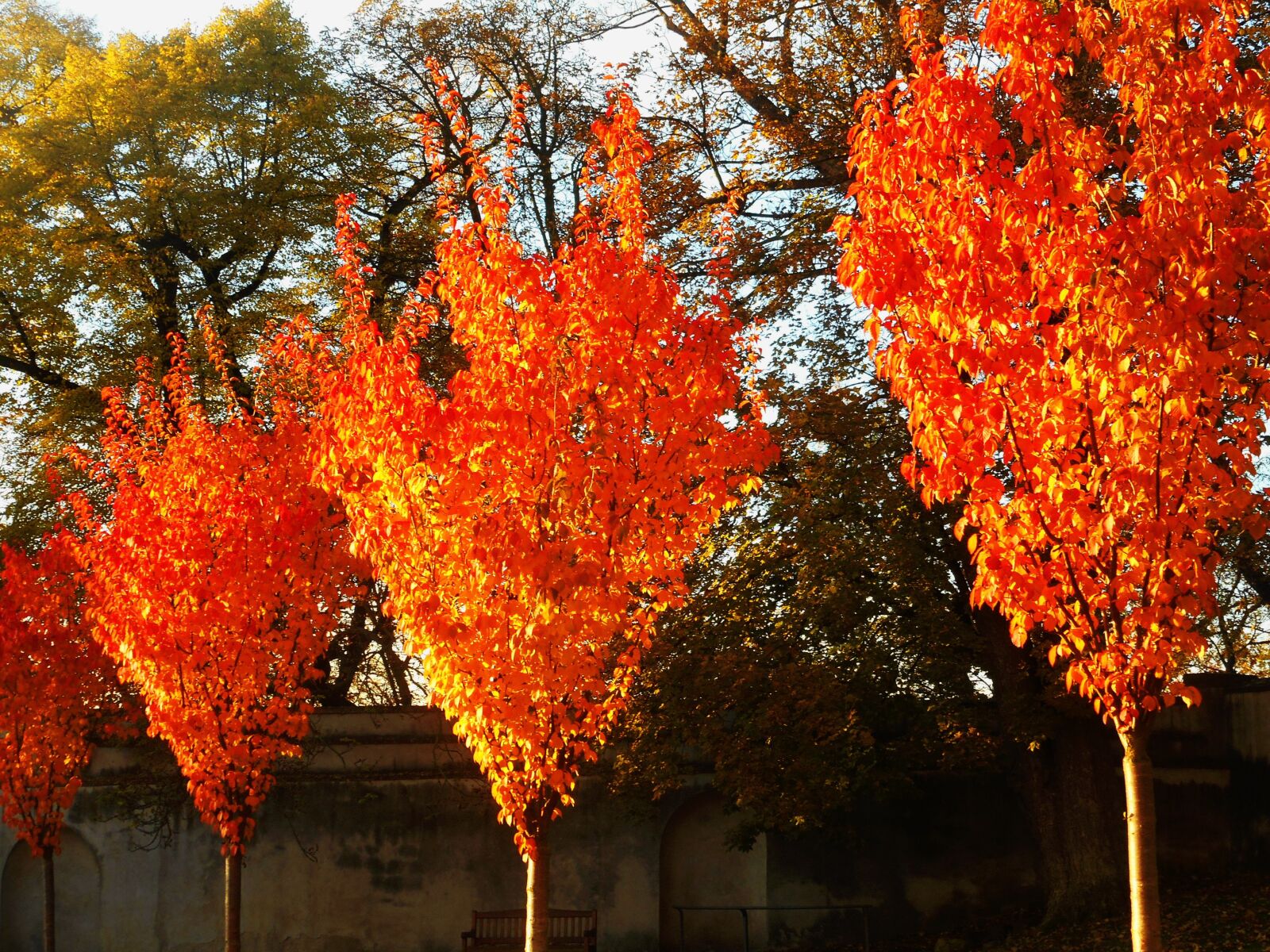 Nikon Coolpix S3600 sample photo. Trees, orange, fire photography
