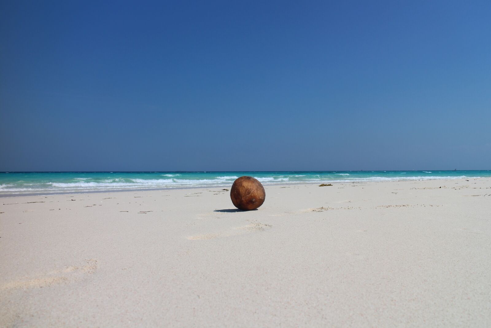 Canon EOS M sample photo. Coconut, beach, exotic photography