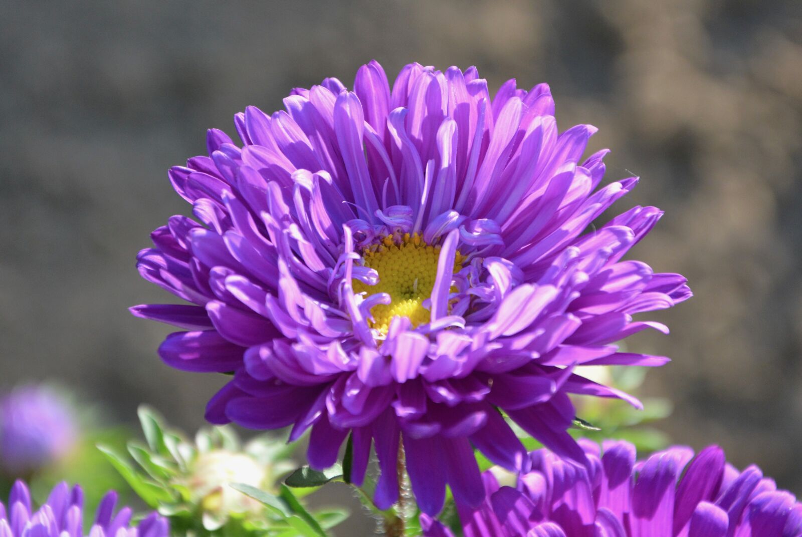 Nikon D5200 sample photo. Flowers, purple flower, petals photography