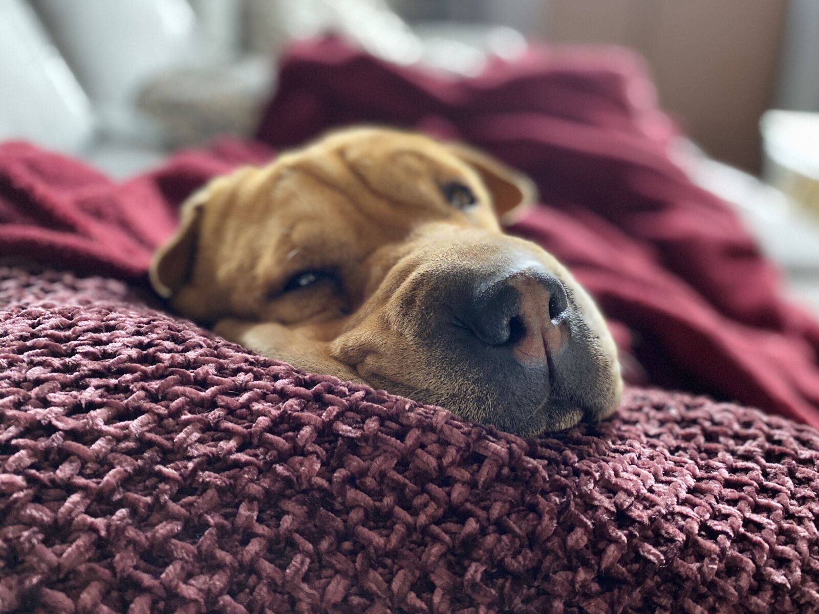 Apple iPhone 11 Pro sample photo. Dog, asleep, sleep photography