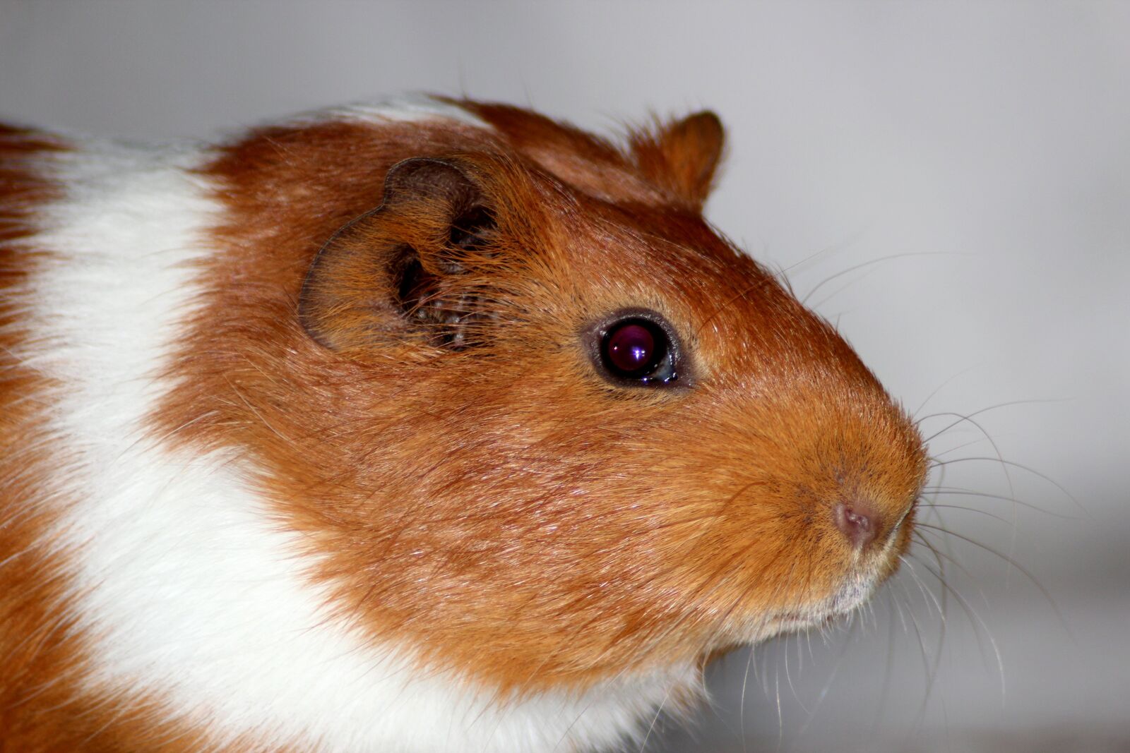Canon EOS 600D (Rebel EOS T3i / EOS Kiss X5) sample photo. Guinea pig, animals, pets photography
