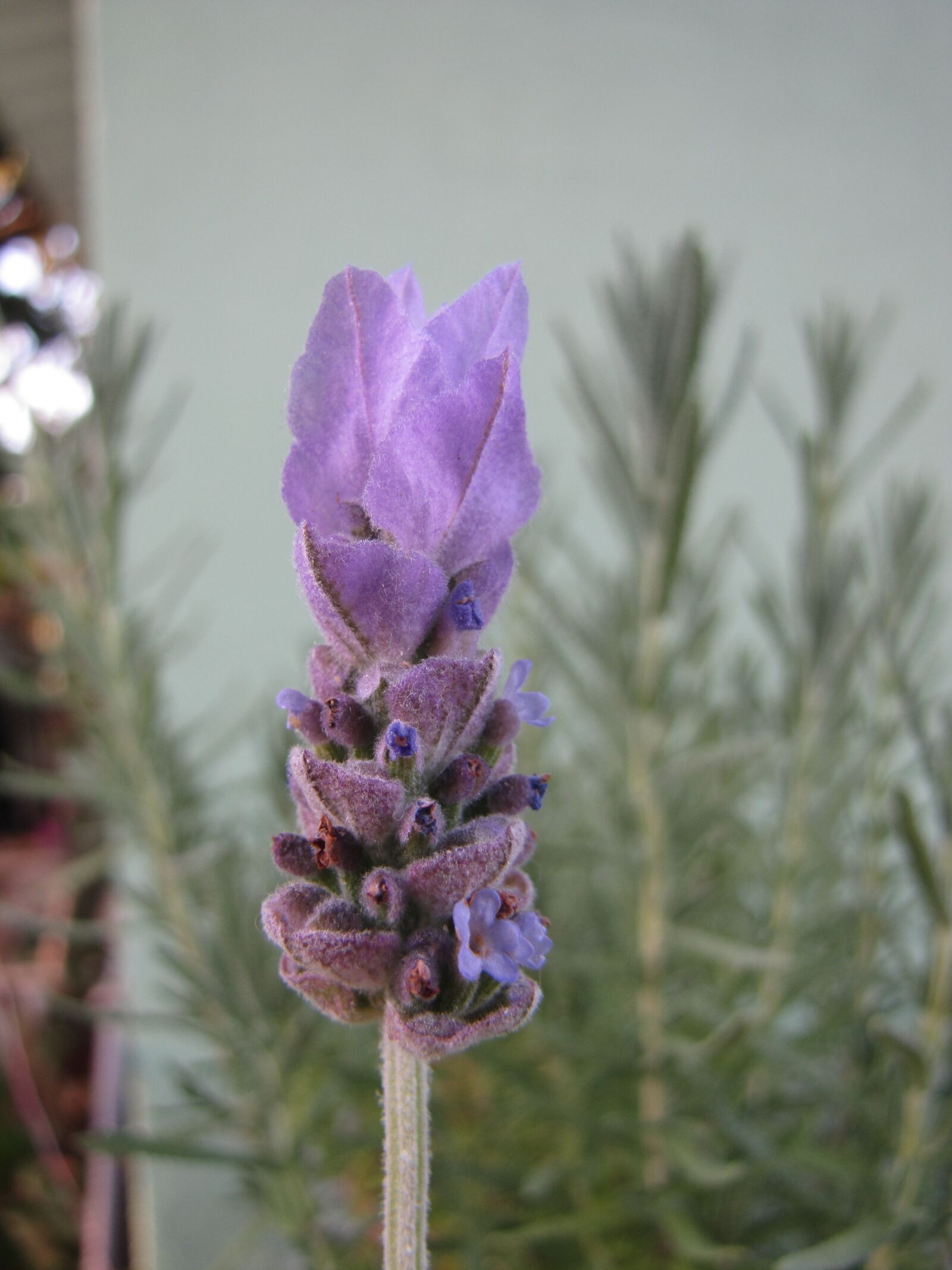 Canon PowerShot SX20 IS sample photo. Lavender, flower, plant photography