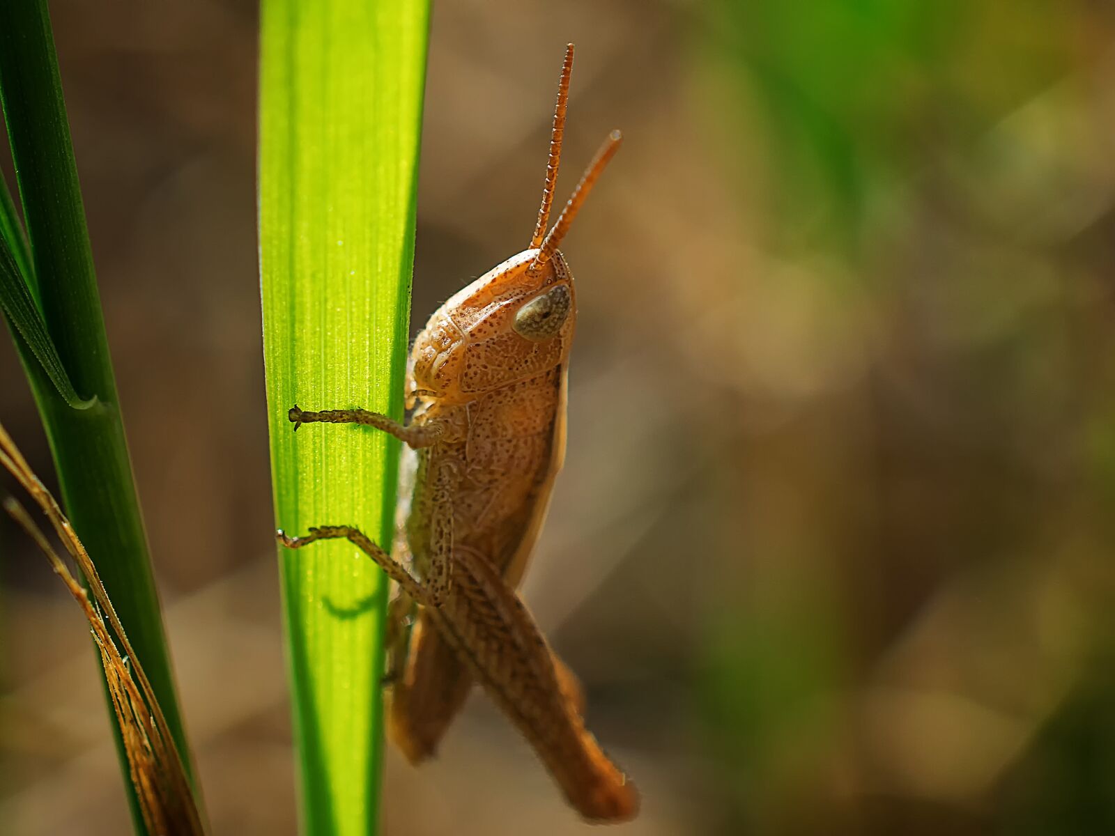 Nikon D3300 sample photo. Grasshopper, insect, nature photography