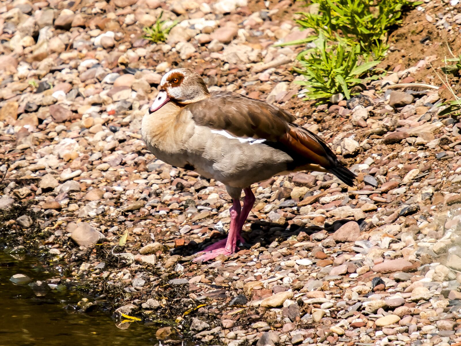 Olympus E-3 sample photo. Nilgans, goose, bird photography