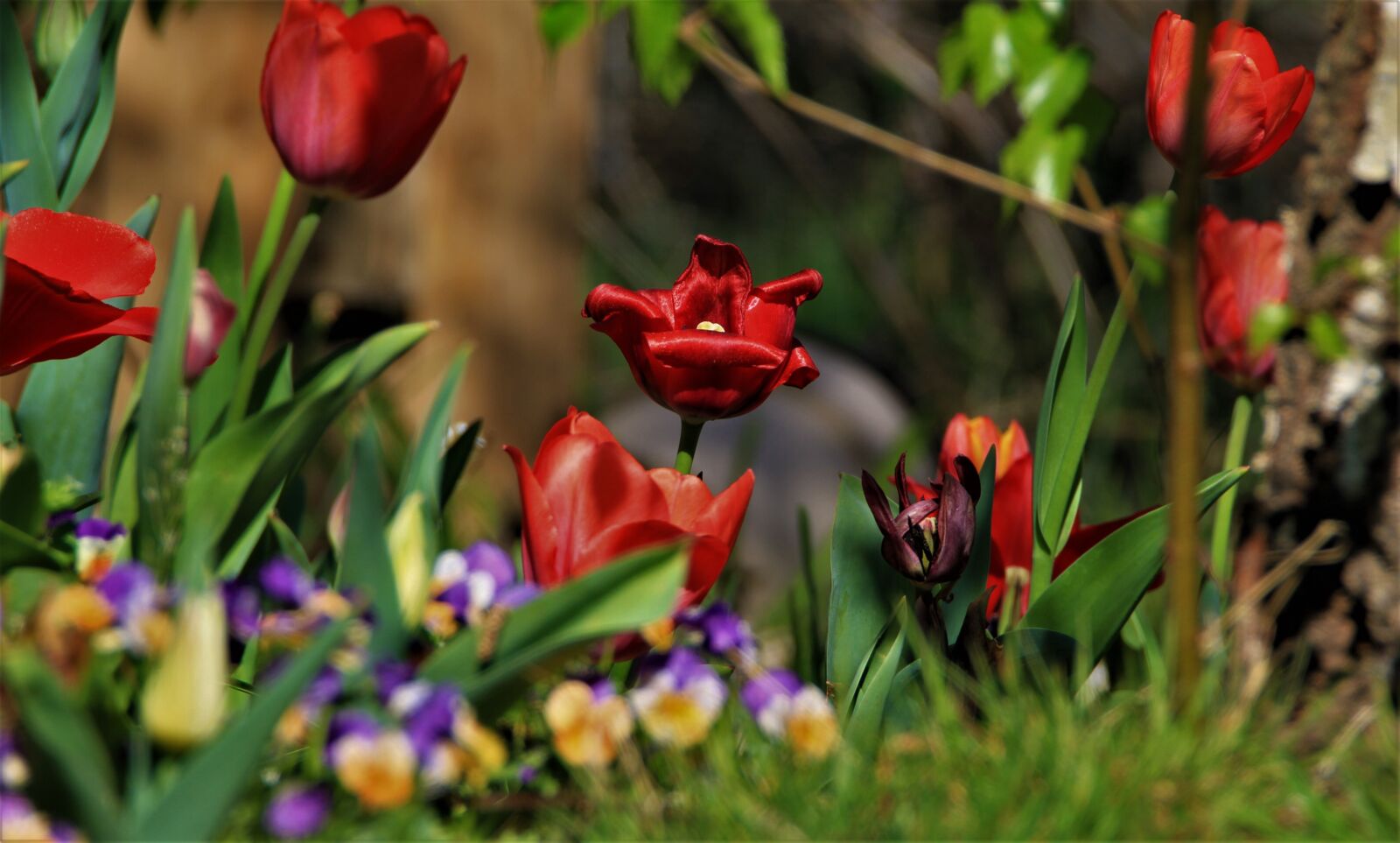 Tamron SP 150-600mm F5-6.3 Di VC USD sample photo. Tulips, pansy, spring bed photography