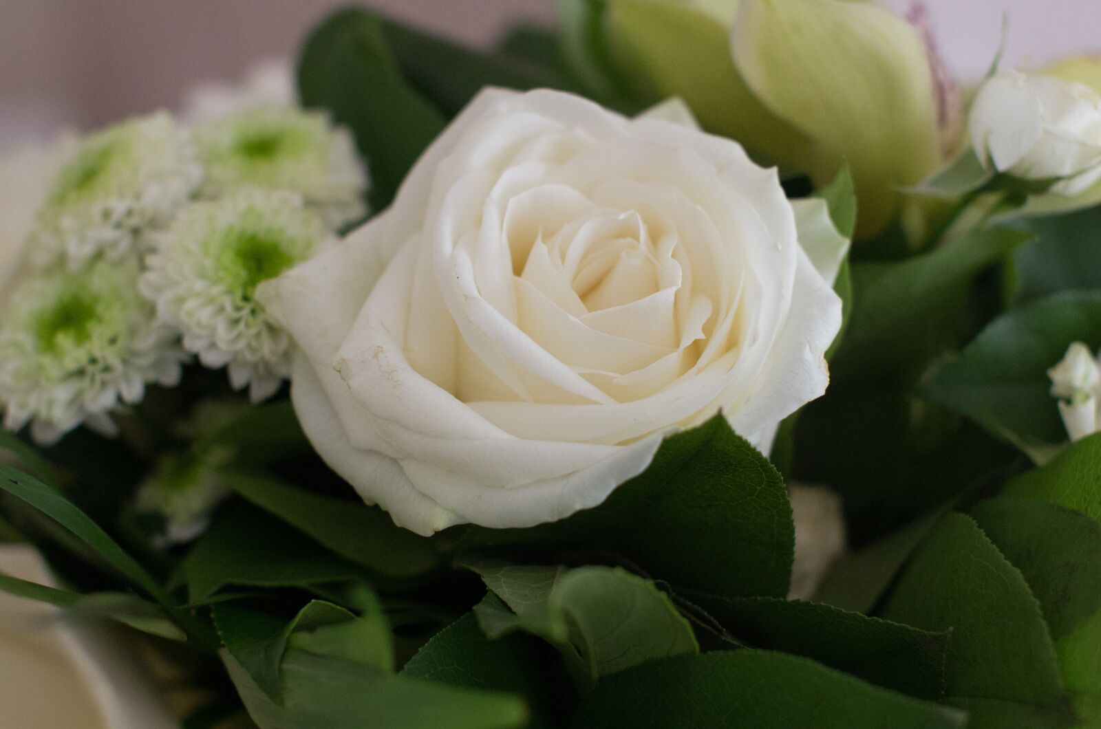 Pentax K-5 sample photo. Pink, flower, white photography